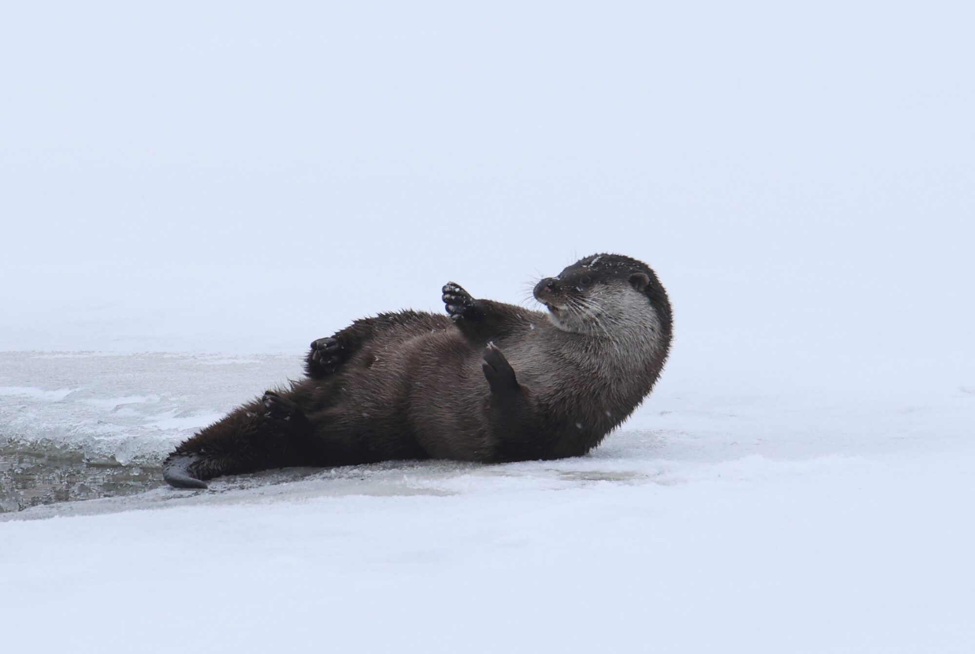 Valokuvaaja: Jaana Saarelainen