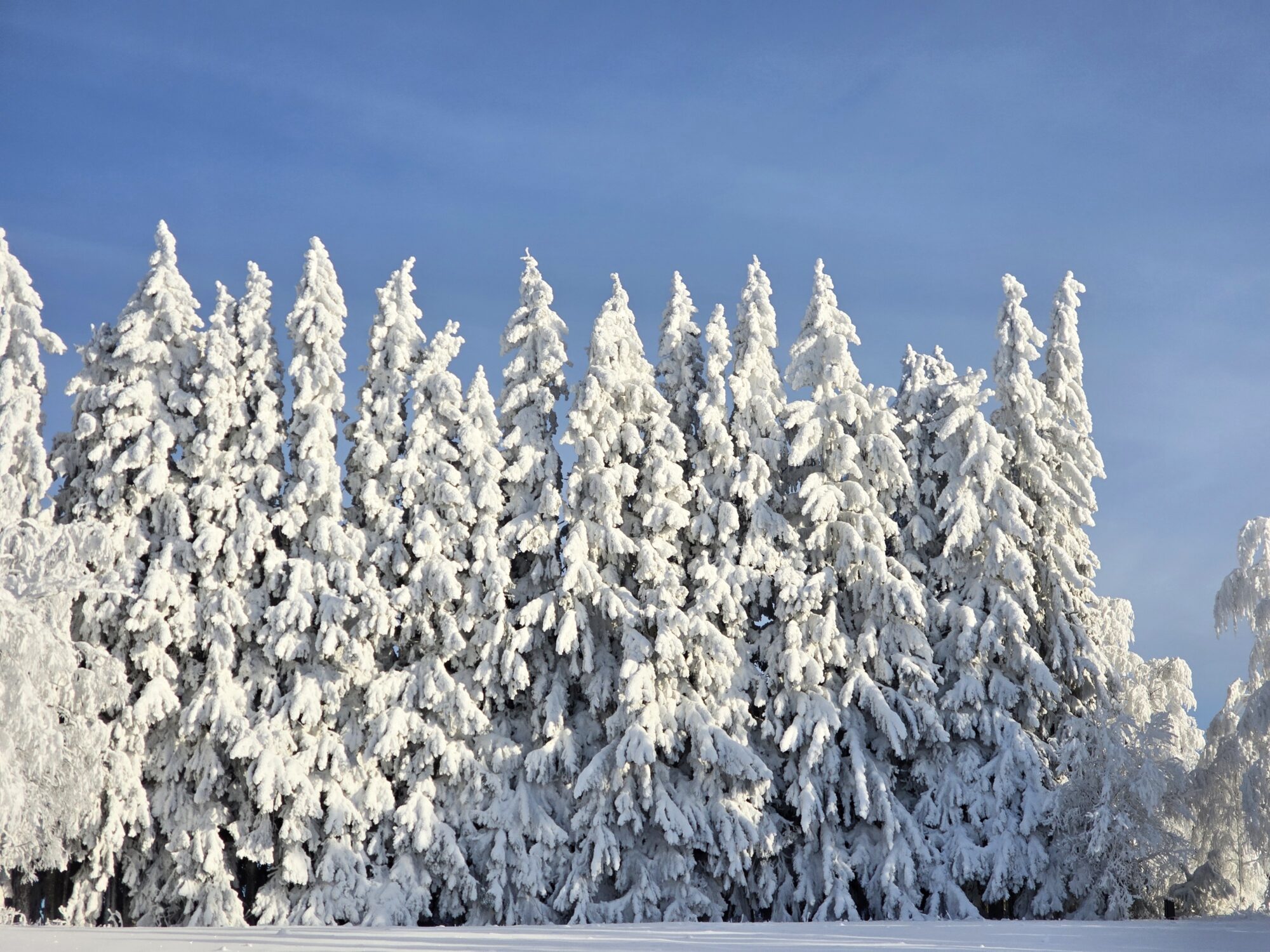 Valokuvaaja: Jaana Saarelainen