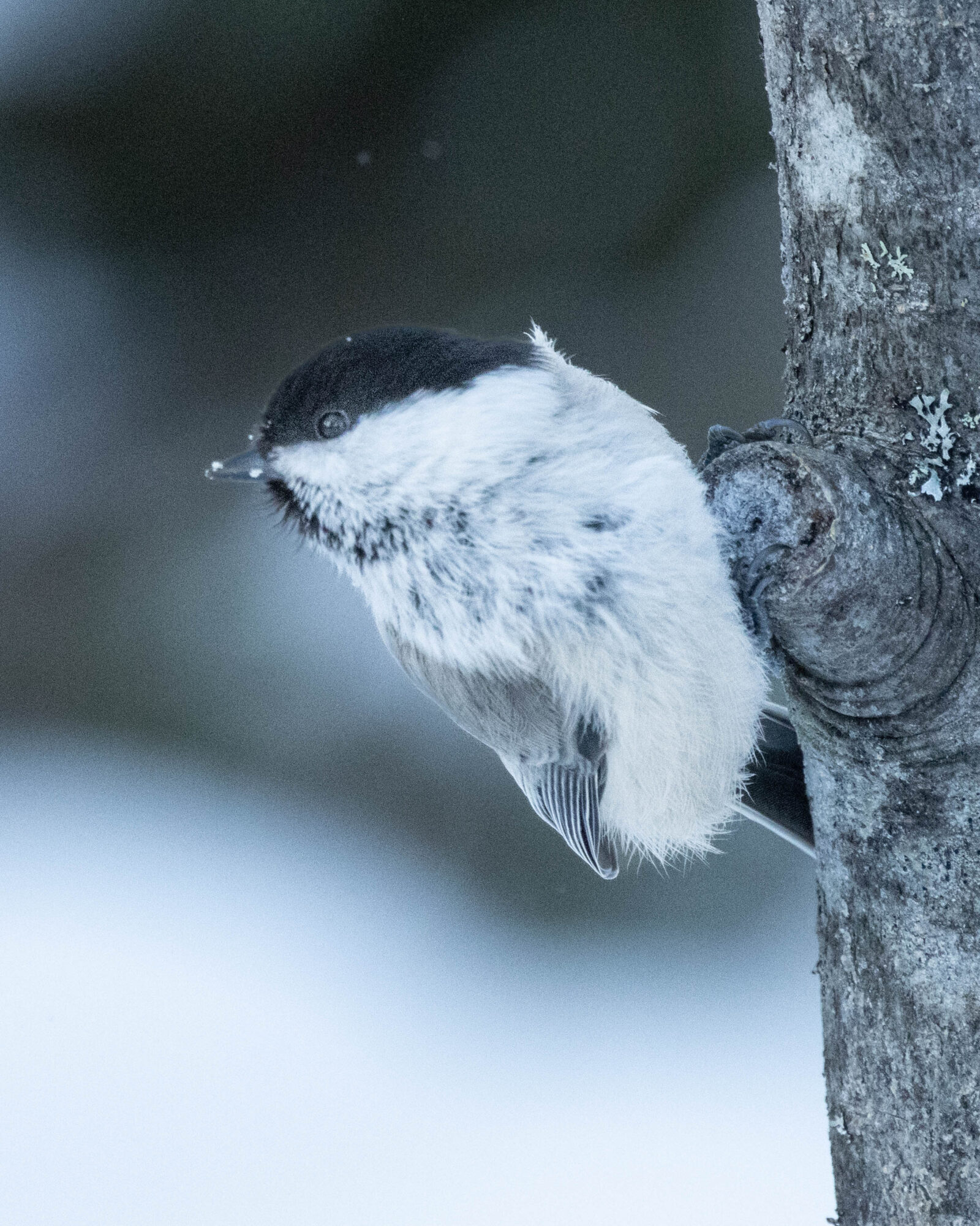 Valokuvaaja: Hannu Tikkanen
