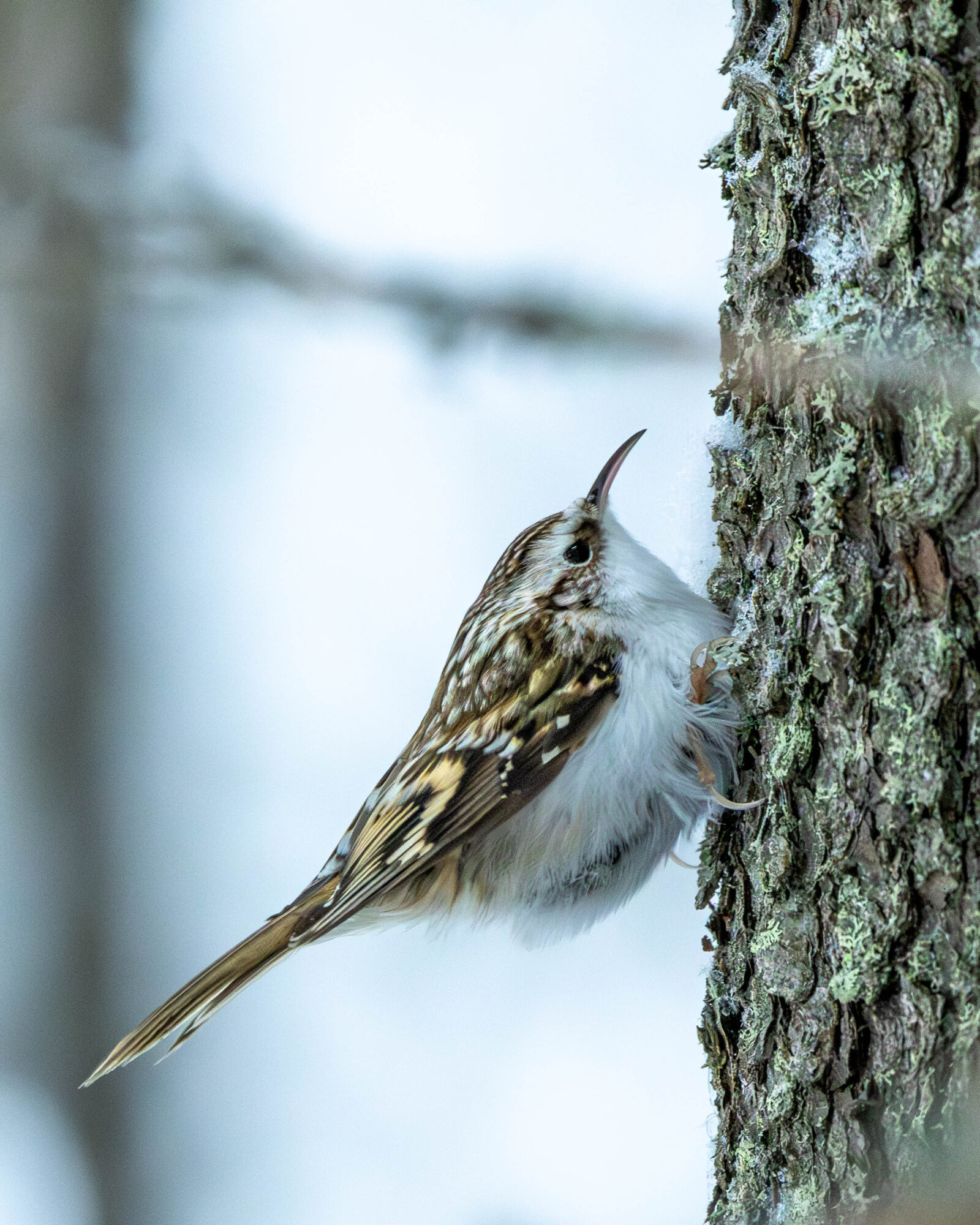 Valokuvaaja: Hannu Tikkanen