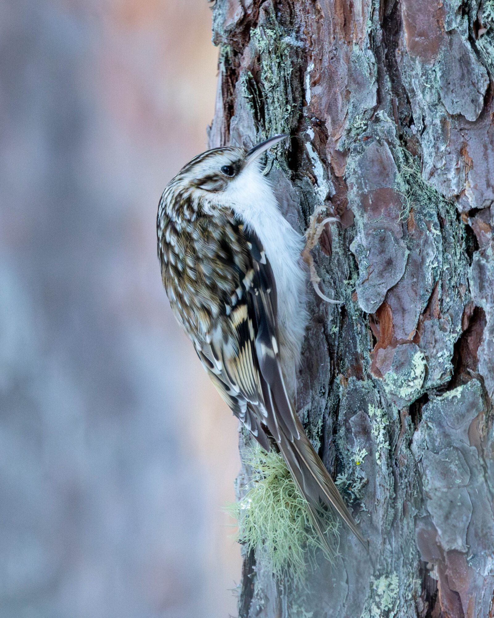 Valokuvaaja: Hannu Tikkanen