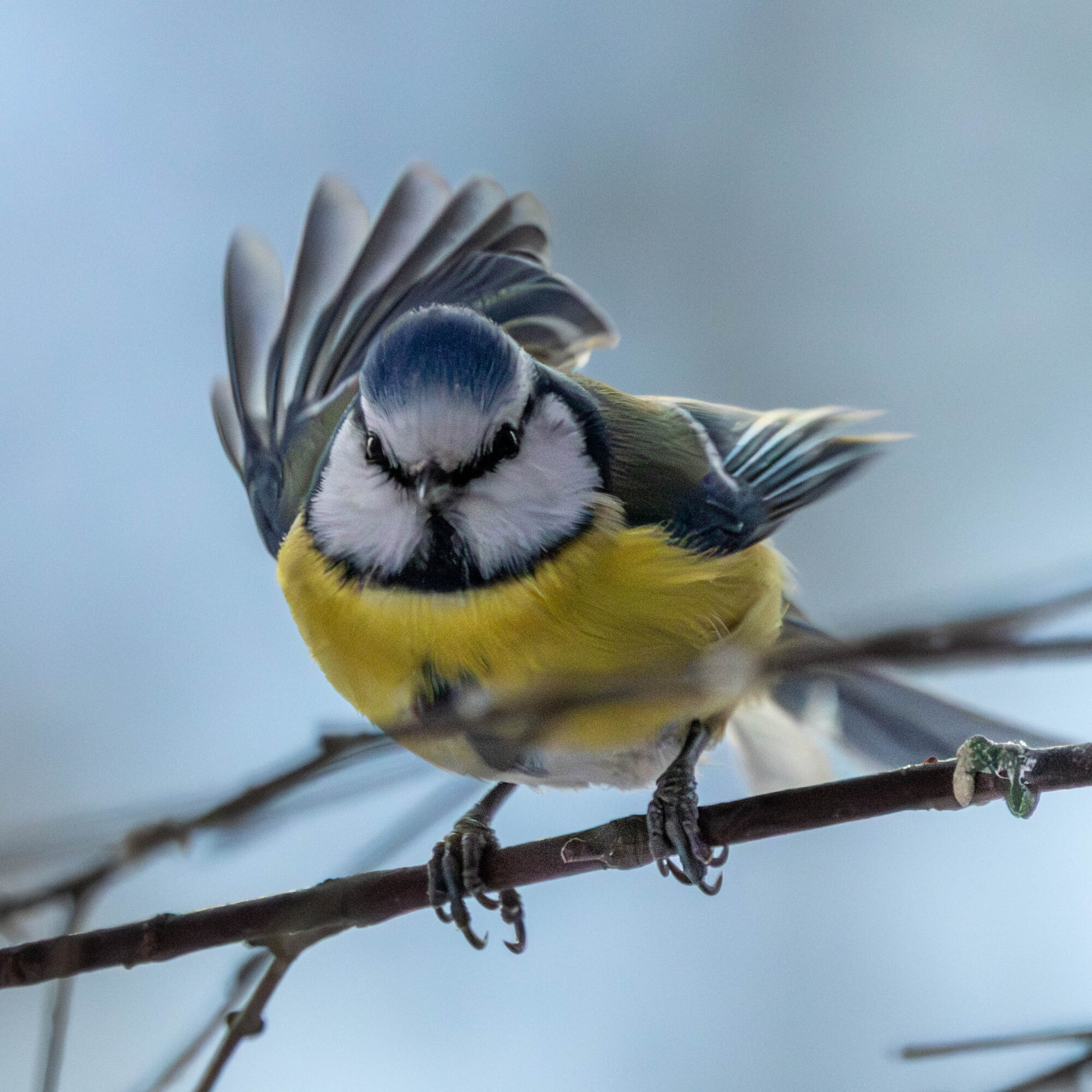 Valokuvaaja: Hannu Tikkanen