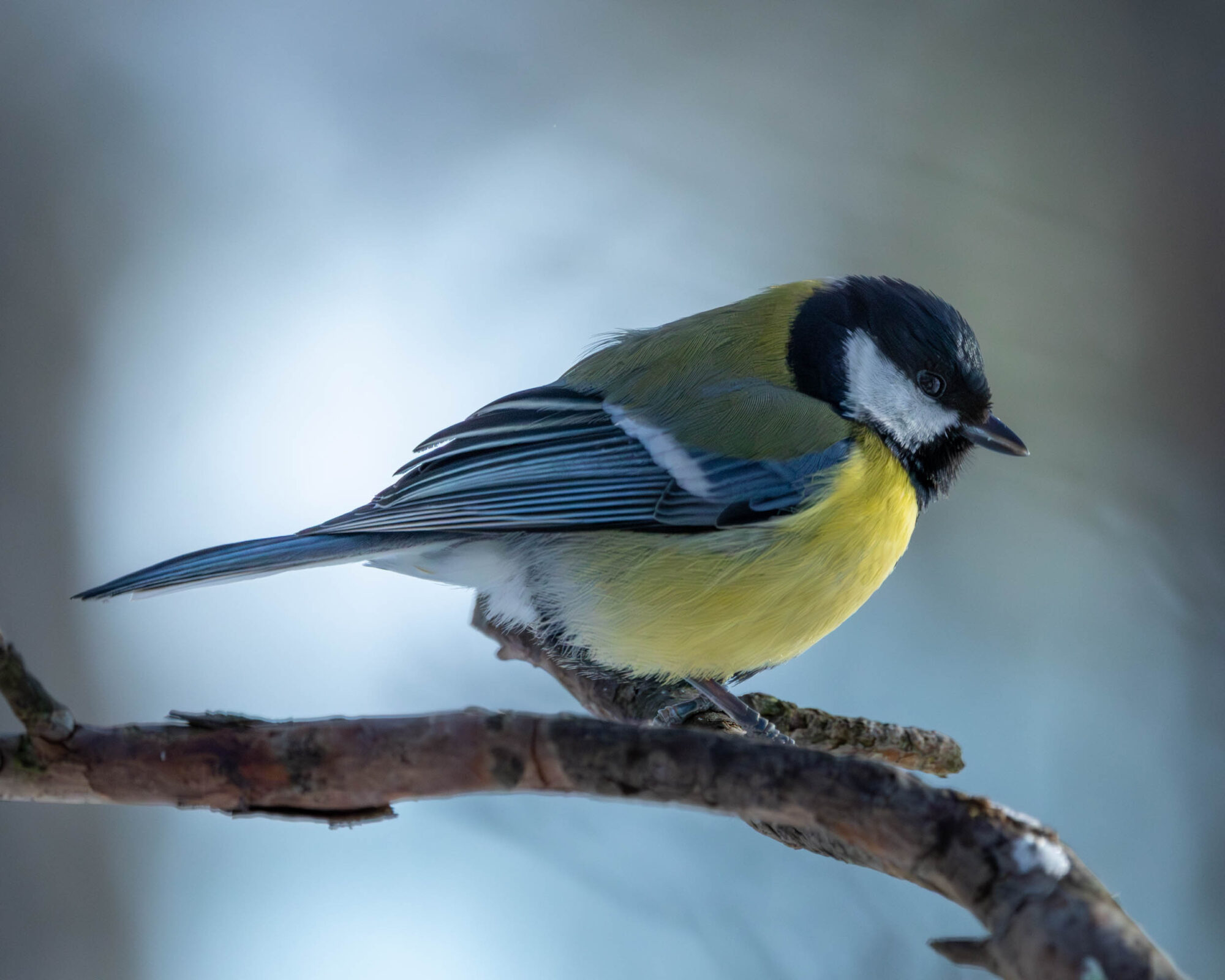 Valokuvaaja: Hannu Tikkanen