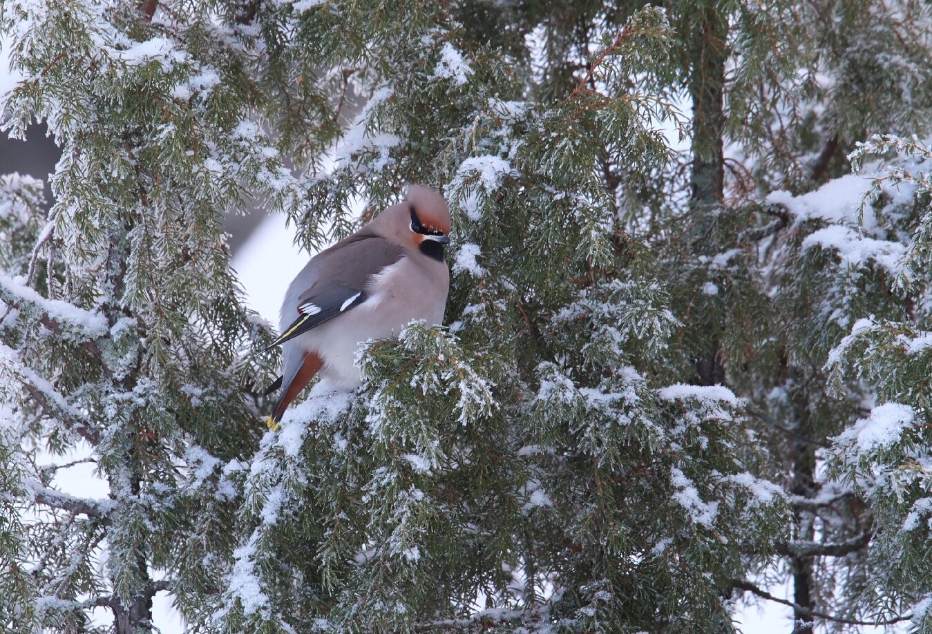 Valokuvaaja: Jaana Saarelainen