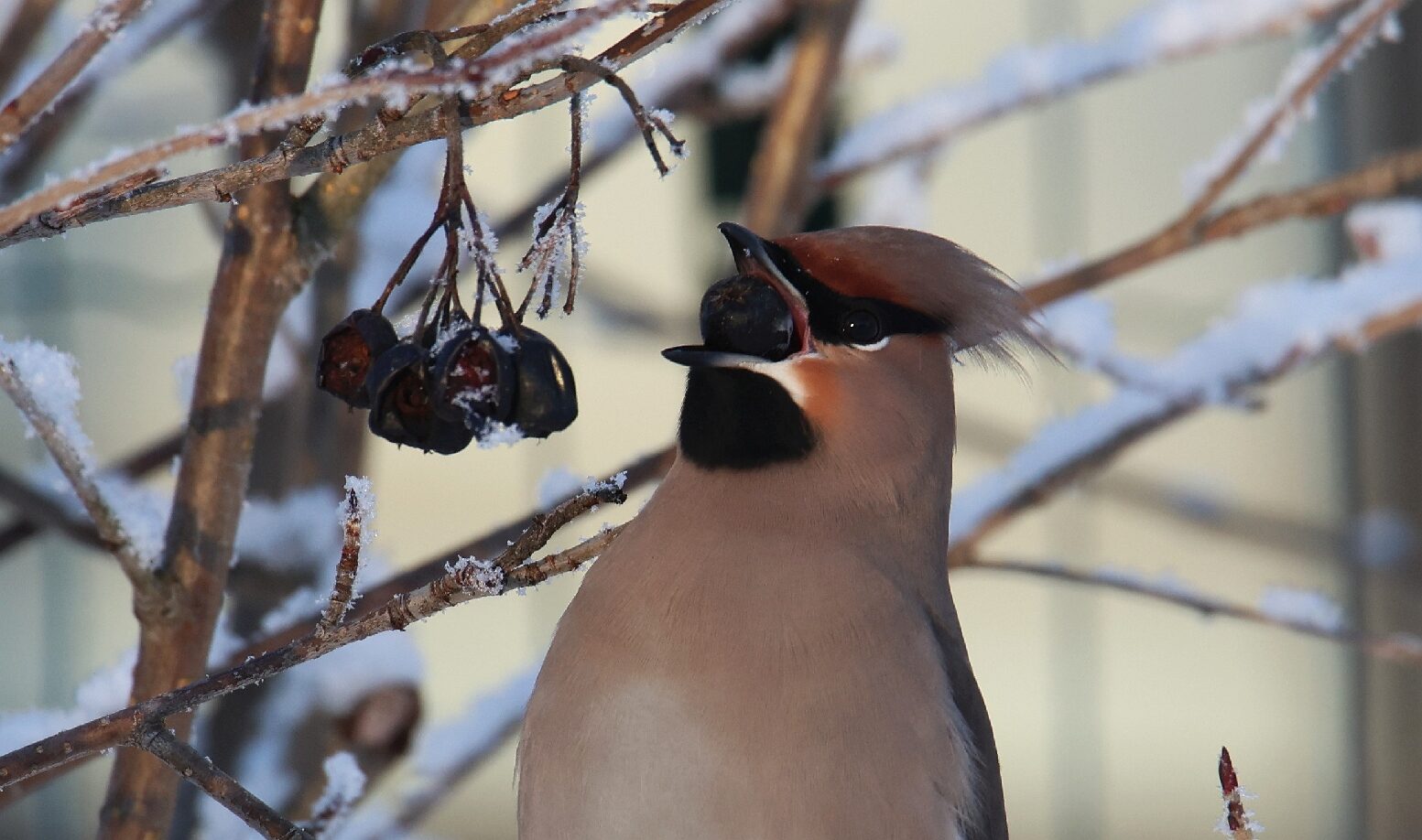 Valokuvaaja: Jaana Saarelainen