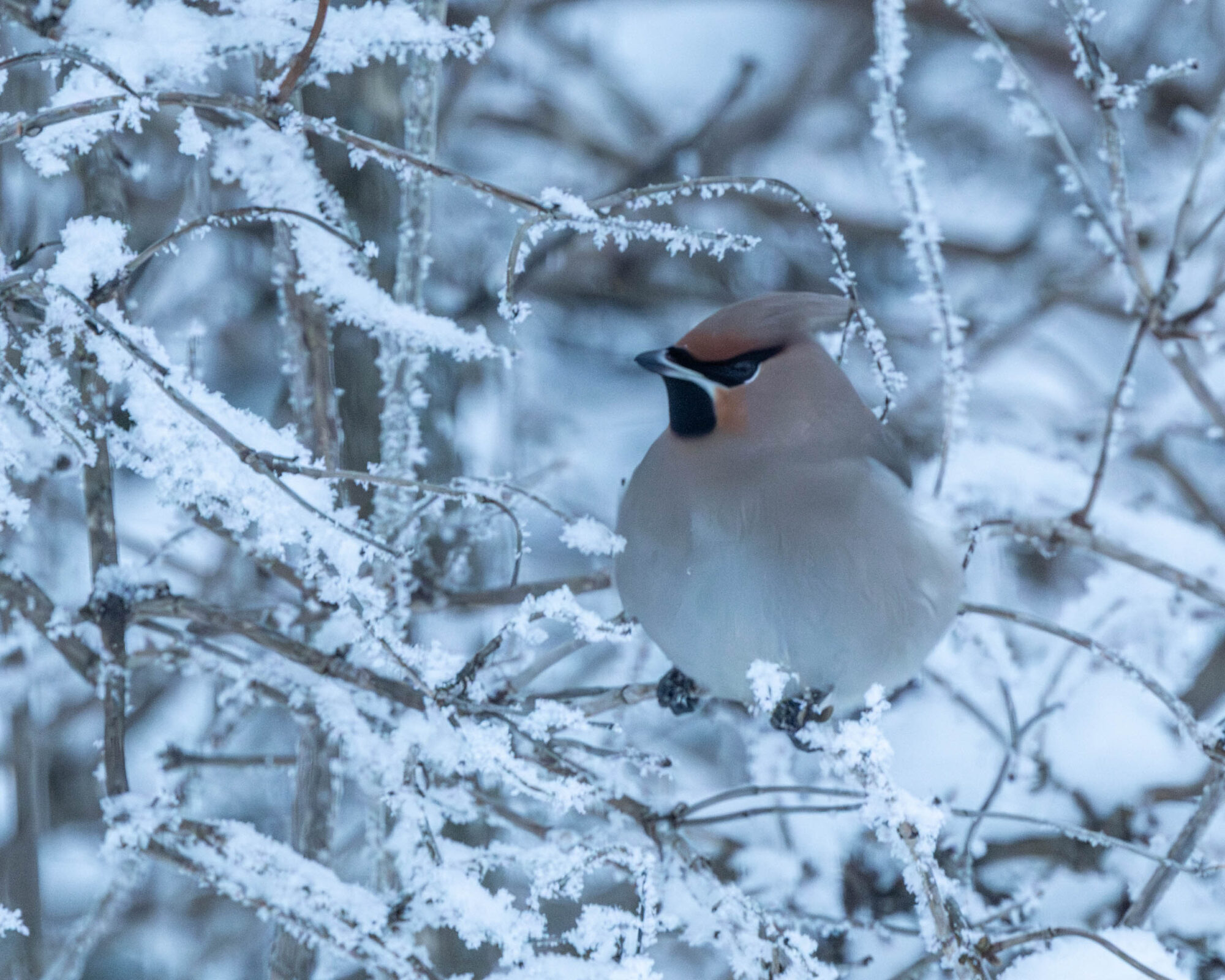 Valokuvaaja: Hannu Tikkanen