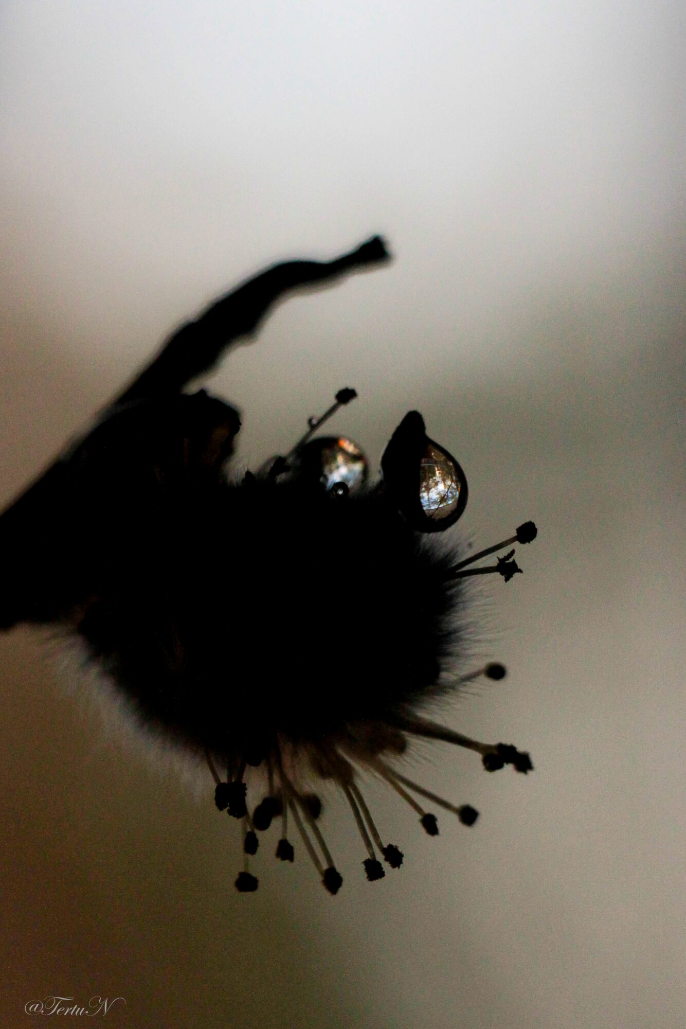 Valokuvaaja: Terhi Tertu Nieminen