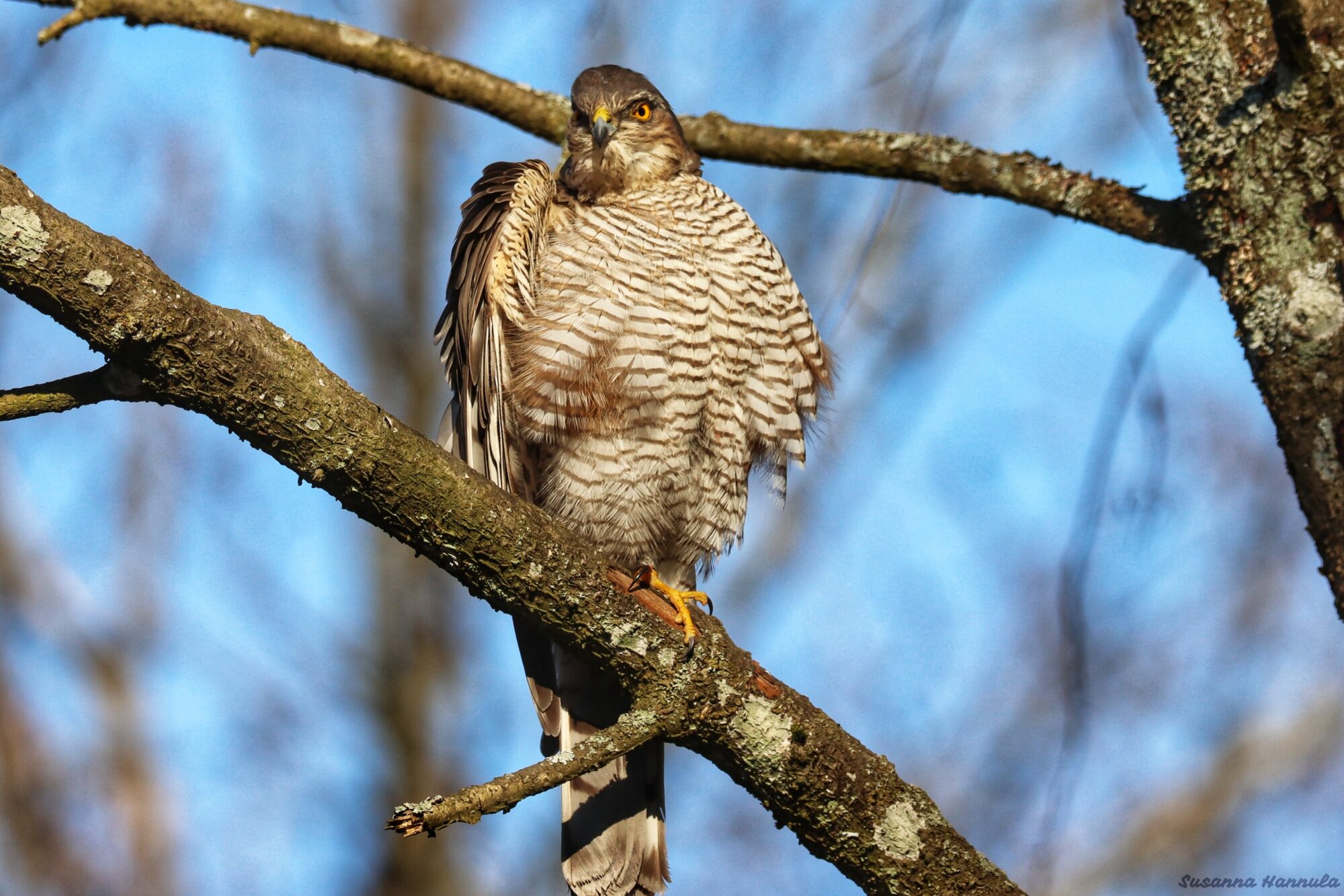 Valokuvaaja: Susanna Hannula