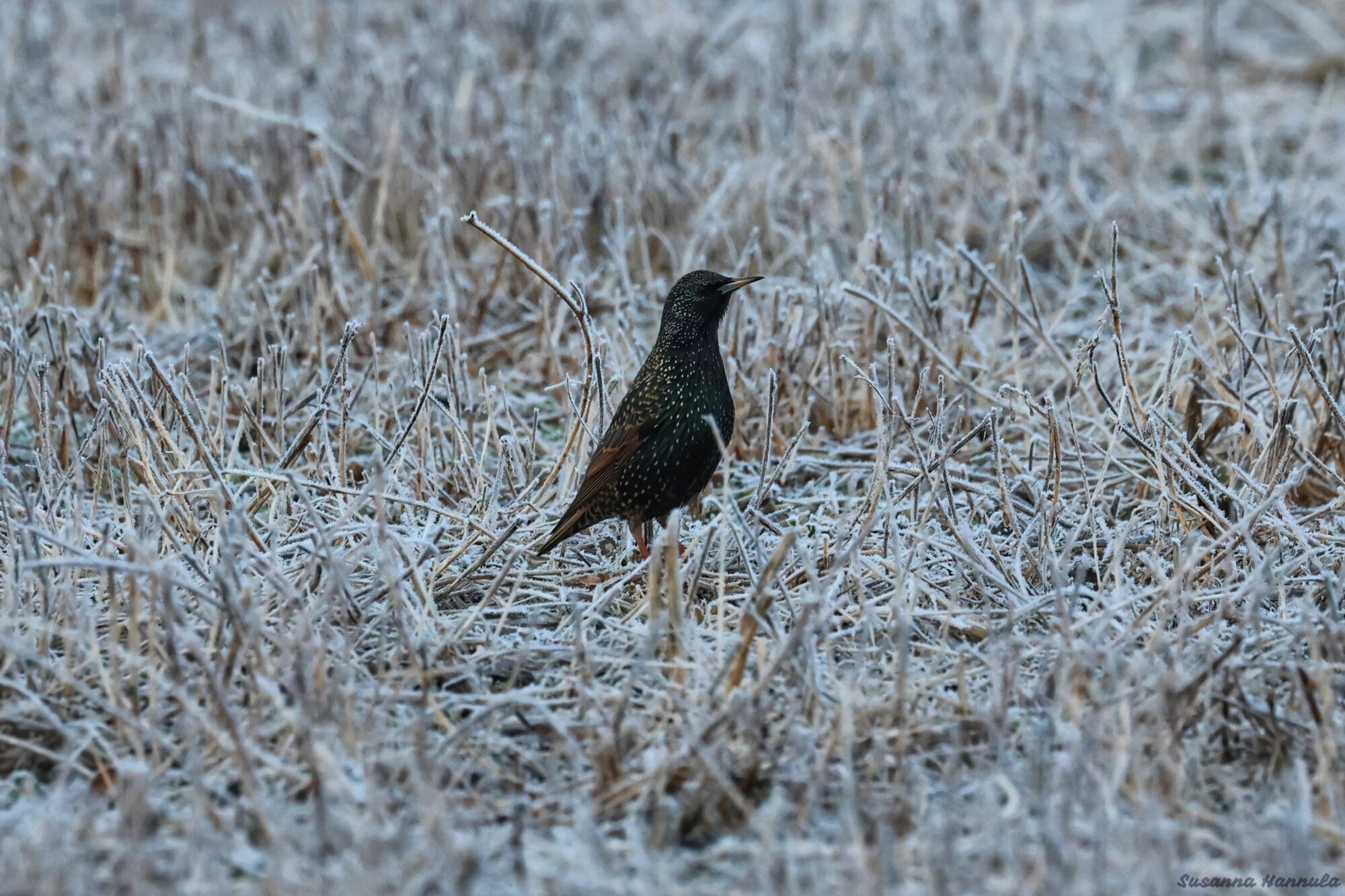 Valokuvaaja: Susanna Hannula