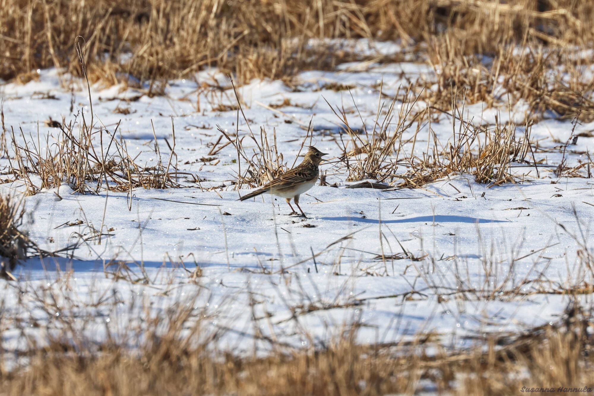 Valokuvaaja: Susanna Hannula