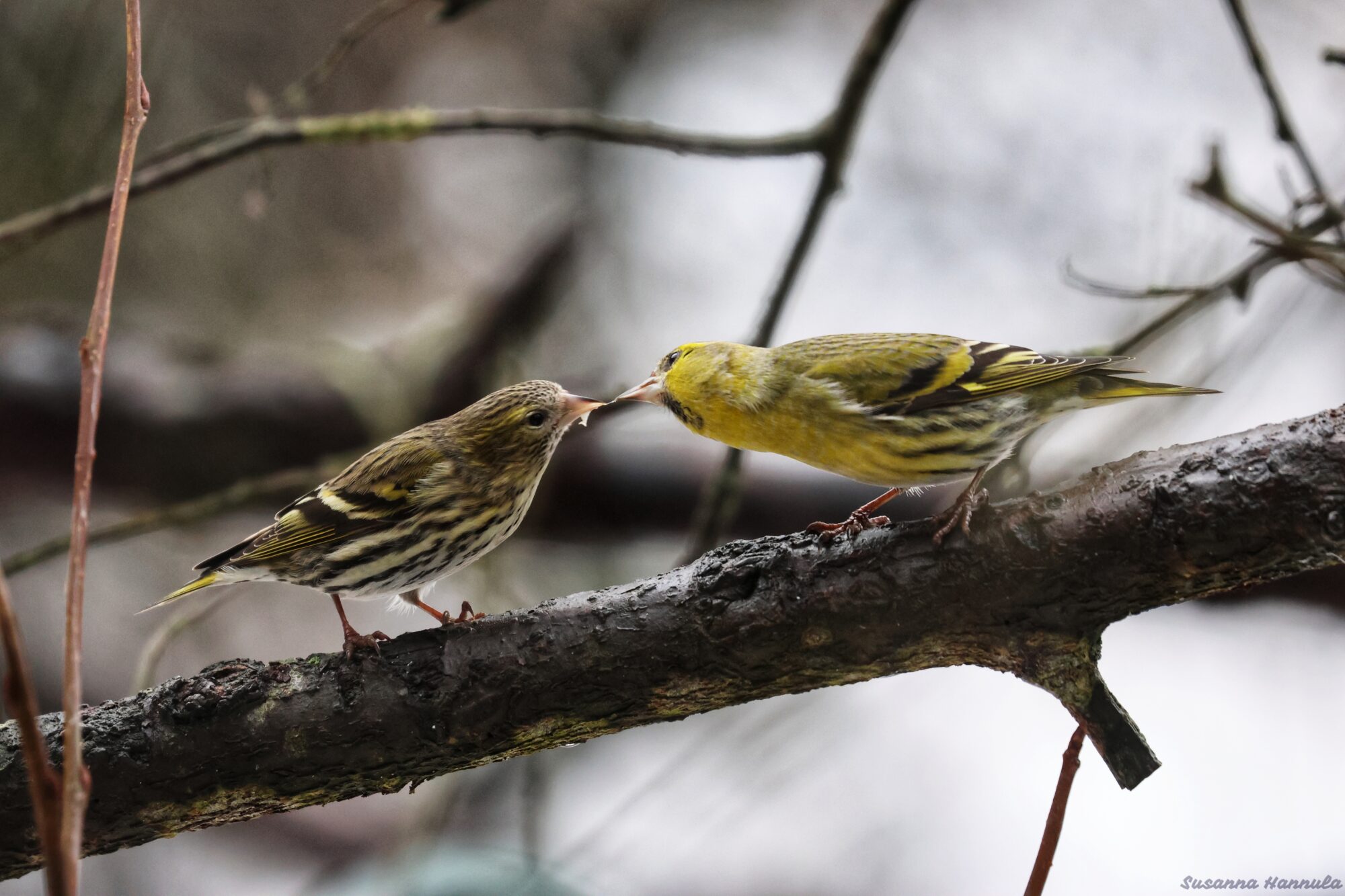 Valokuvaaja: Susanna Hannula