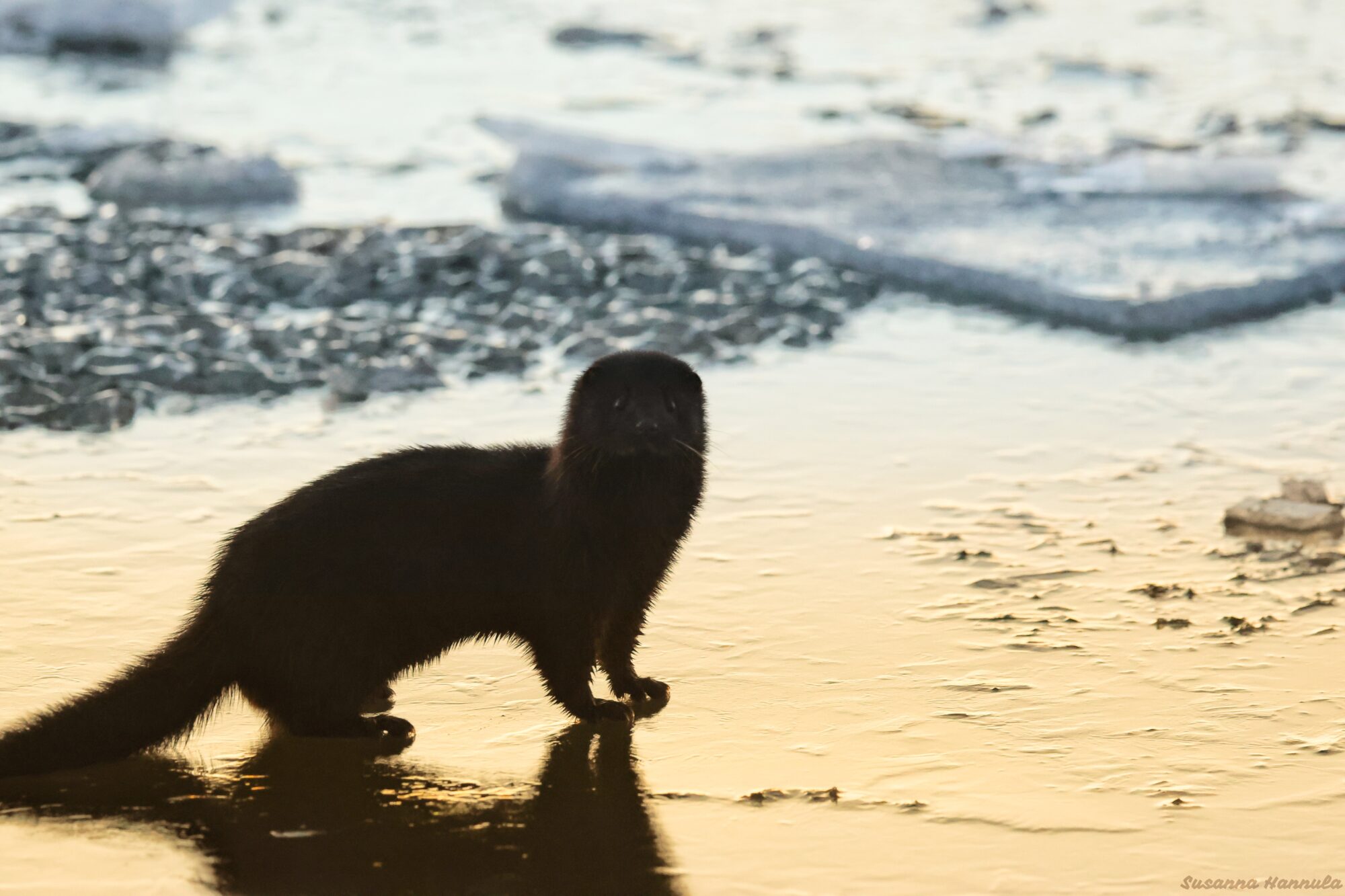 Valokuvaaja: Susanna Hannula