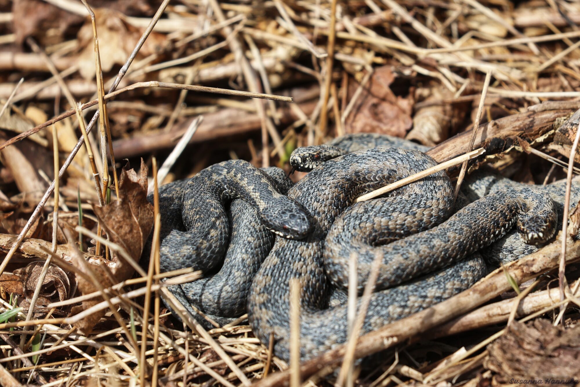 Valokuvaaja: Susanna Hannula