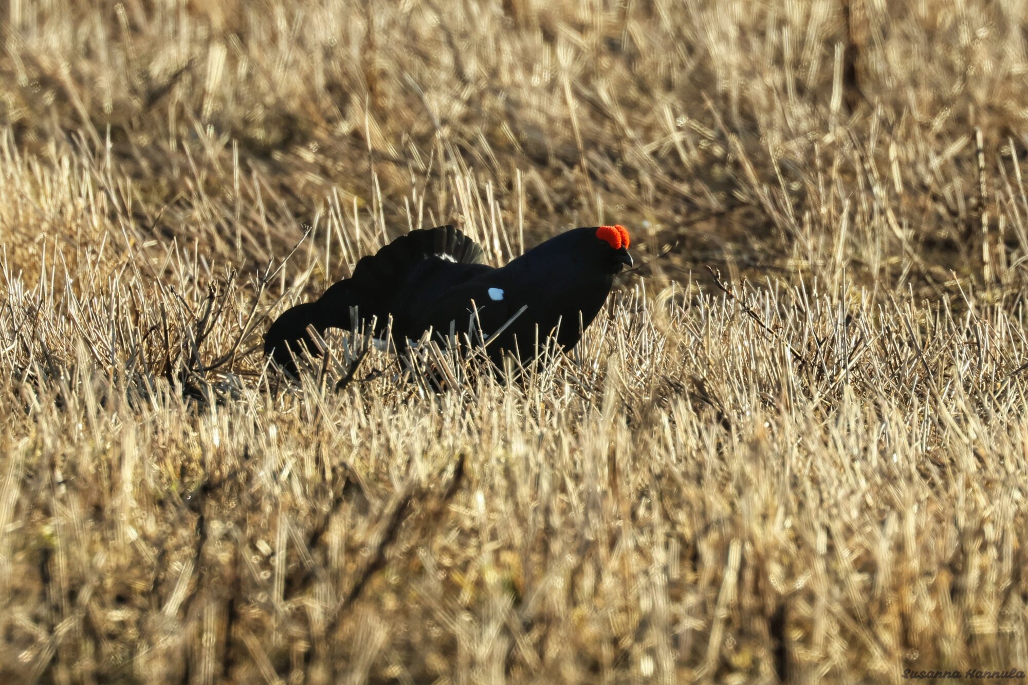 Valokuvaaja: Susanna Hannula