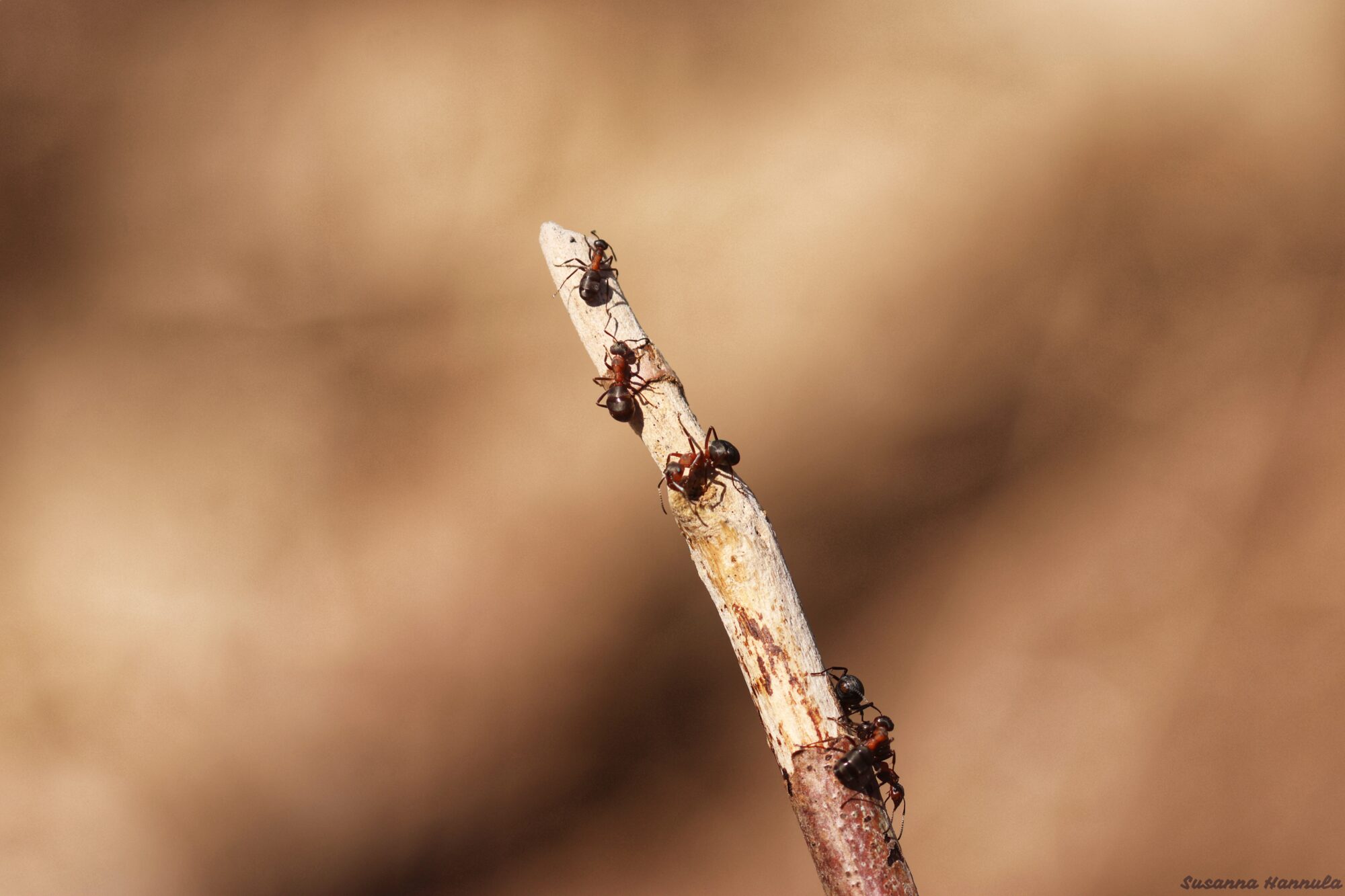 Valokuvaaja: Susanna Hannula