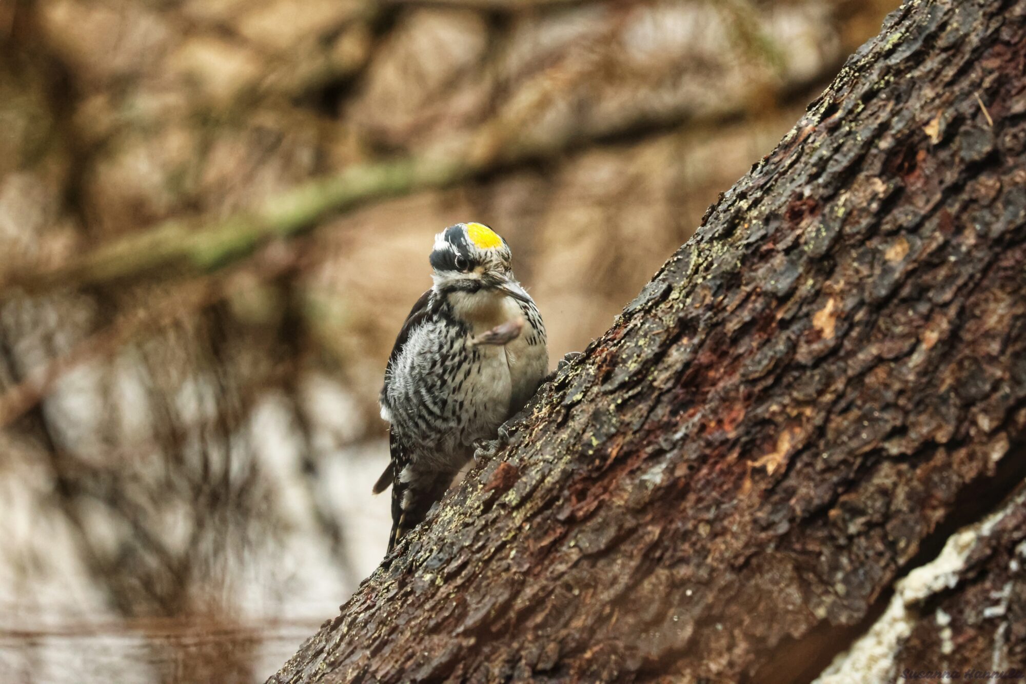 Valokuvaaja: Susanna Hannula