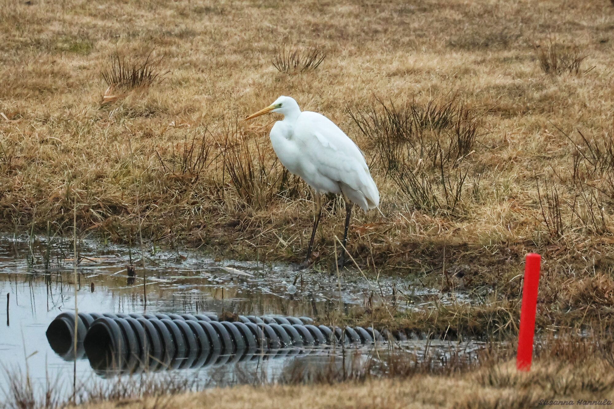 Valokuvaaja: Susanna Hannula