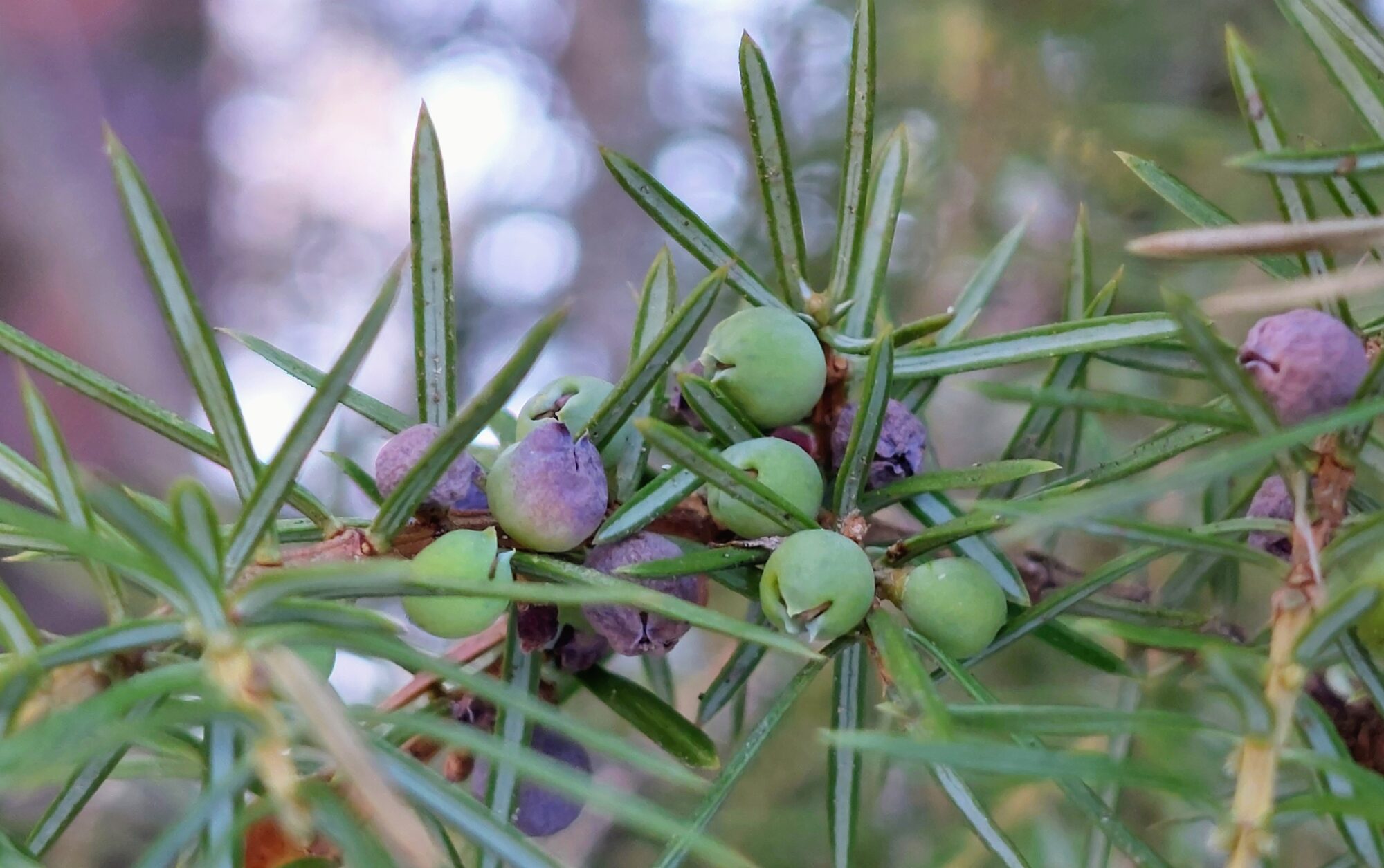 Valokuvaaja: Tarja Naukkarinen