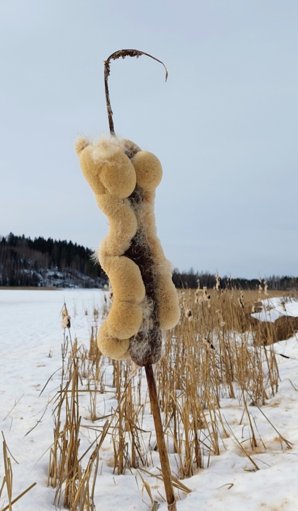 Valokuvaaja: Tarja Naukkarinen