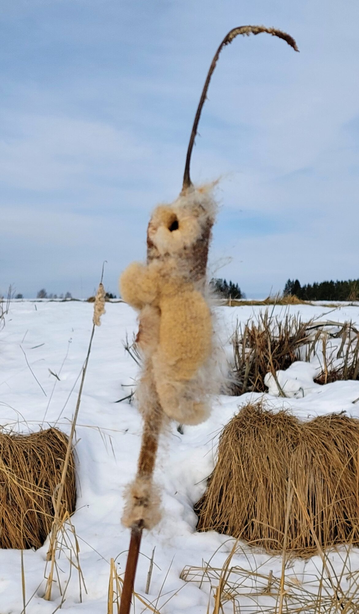 Valokuvaaja: Tarja Naukkarinen