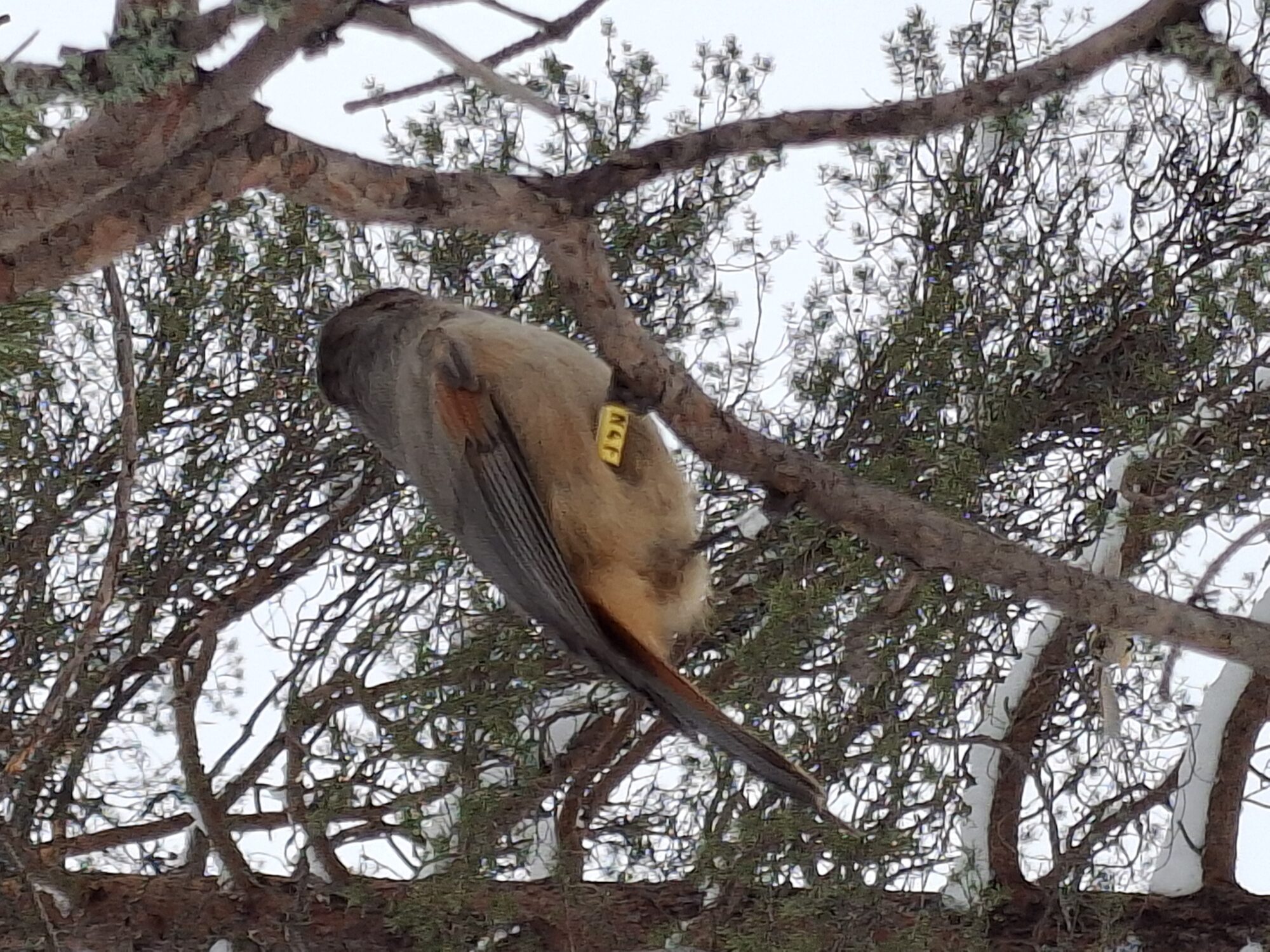 Valokuvaaja: Satu Suuntala