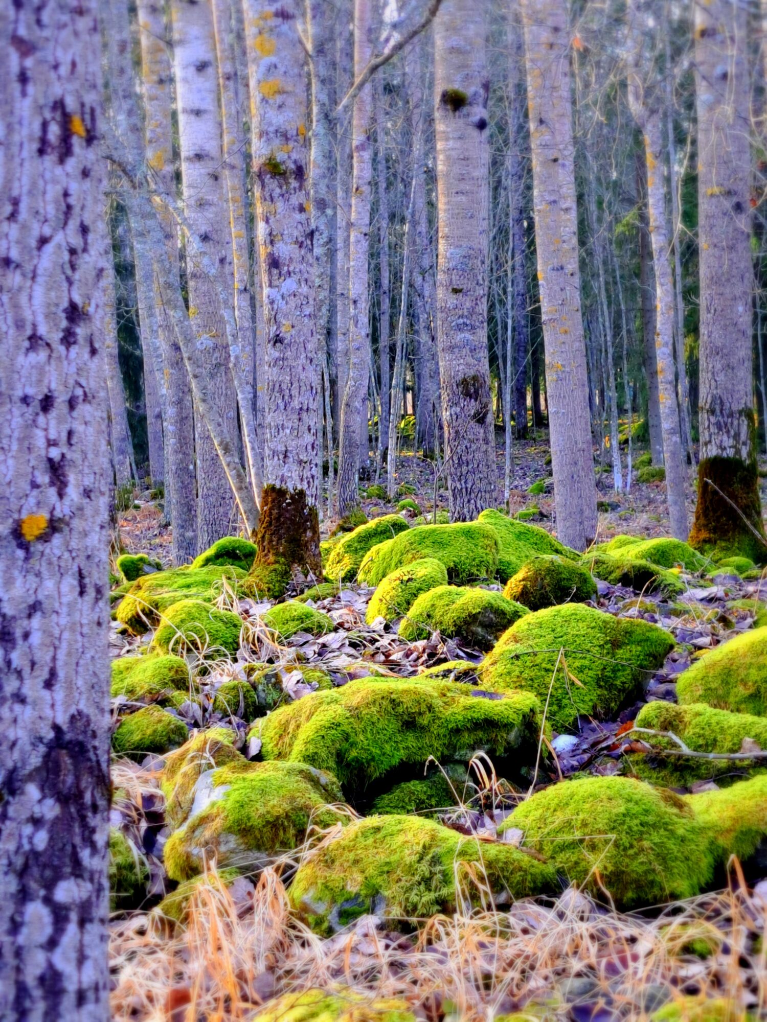 Valokuvaaja: Irja Lehtinen