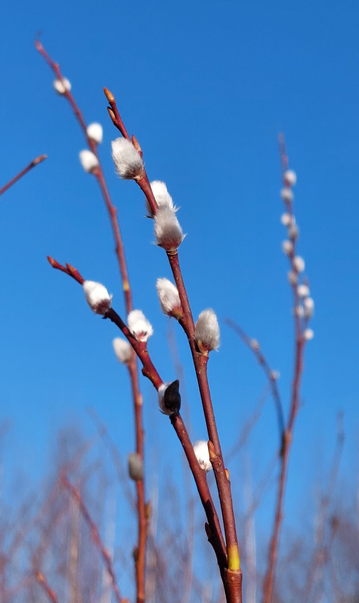 Valokuvaaja: Tarja Naukkarinen