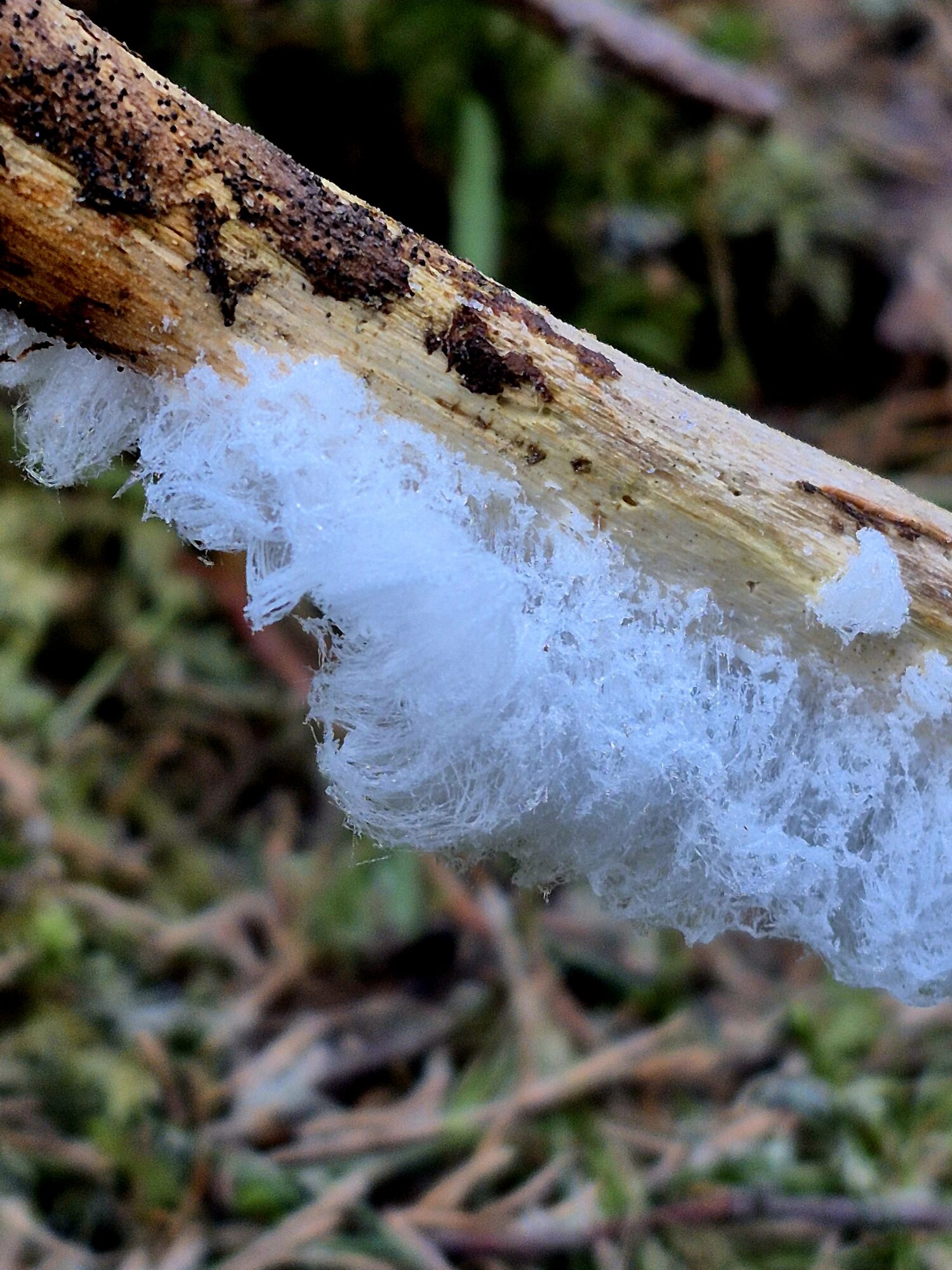 Valokuvaaja: Kaarina Walter