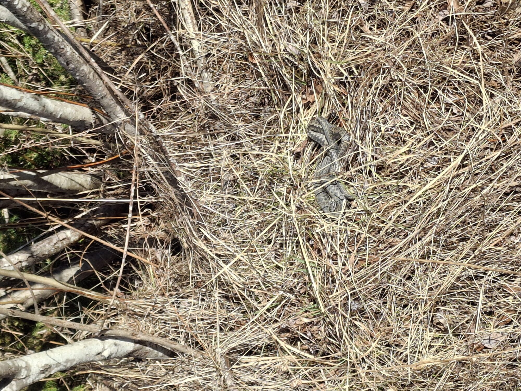 Valokuvaaja: Satu Suuntala