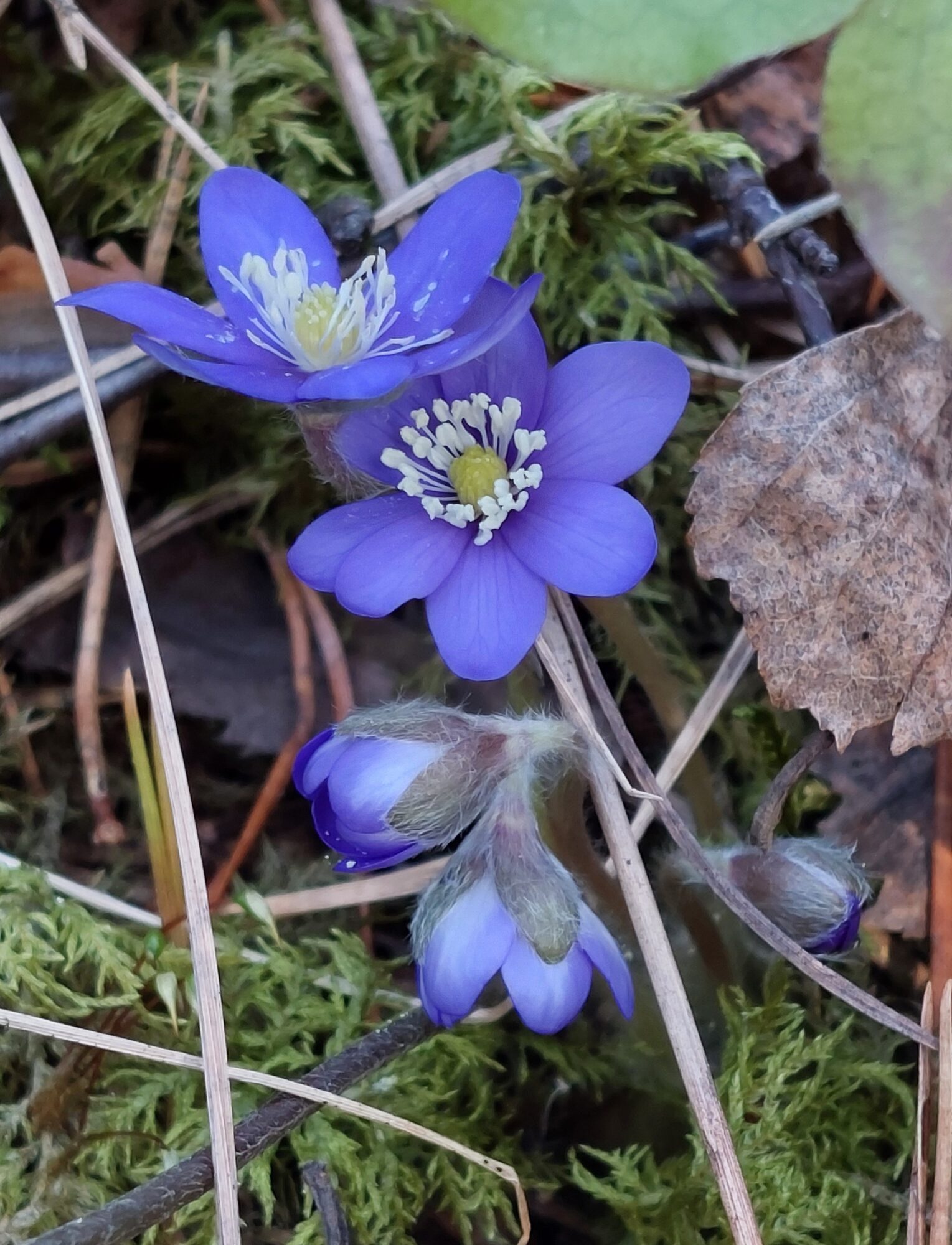 Valokuvaaja: Tarja Naukkarinen