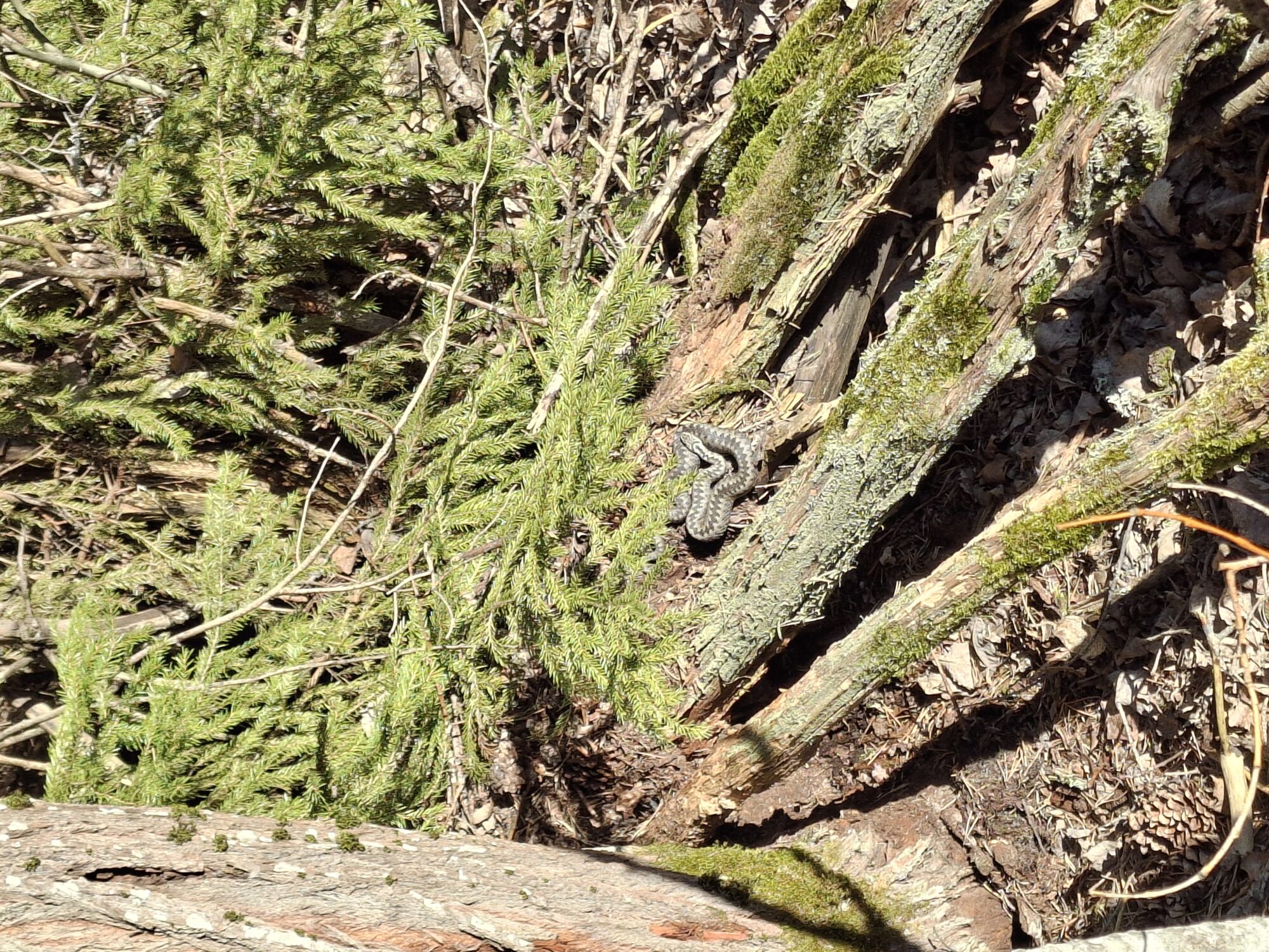 Valokuvaaja: Satu Suuntala