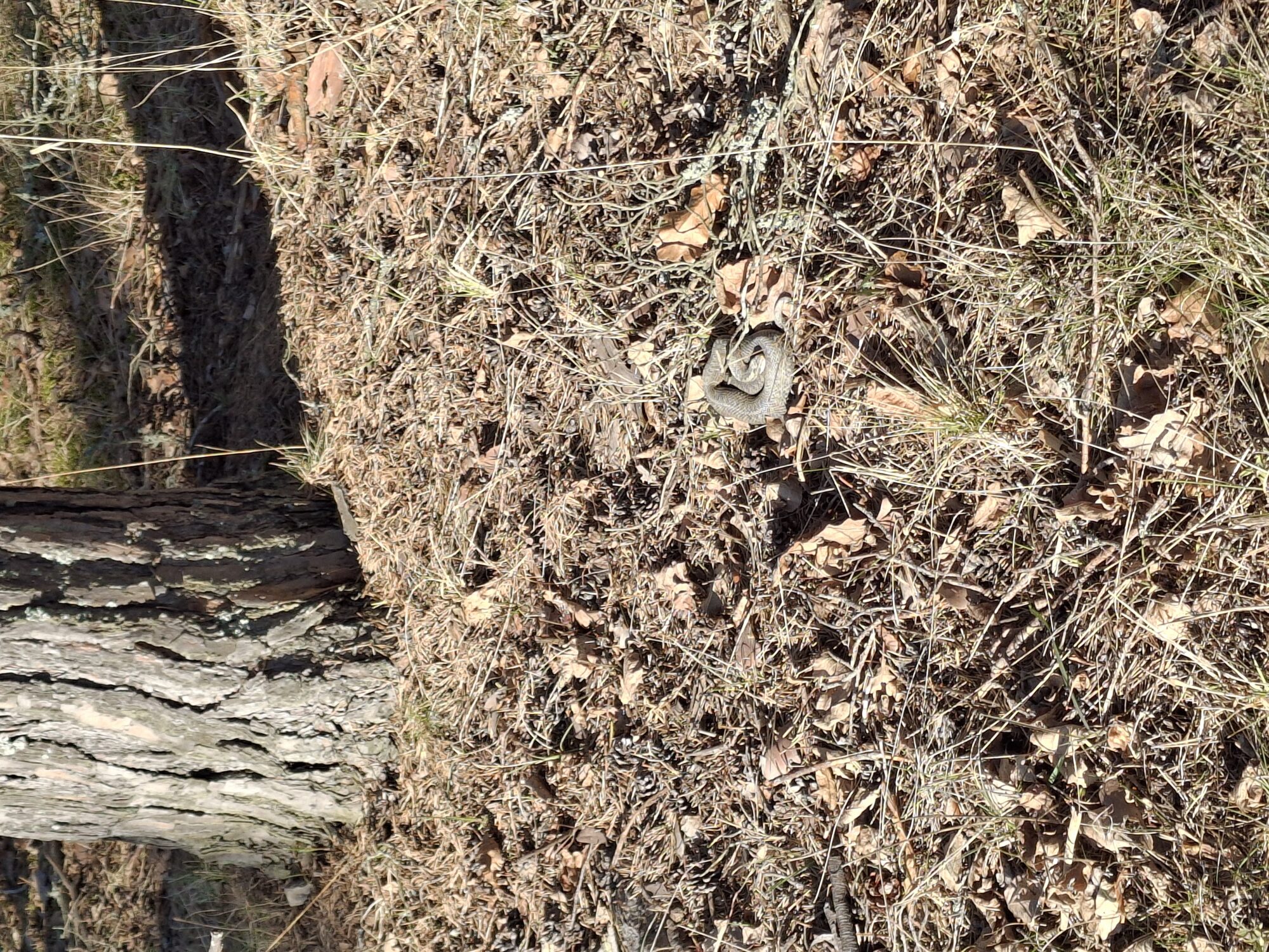 Valokuvaaja: Satu Suuntala