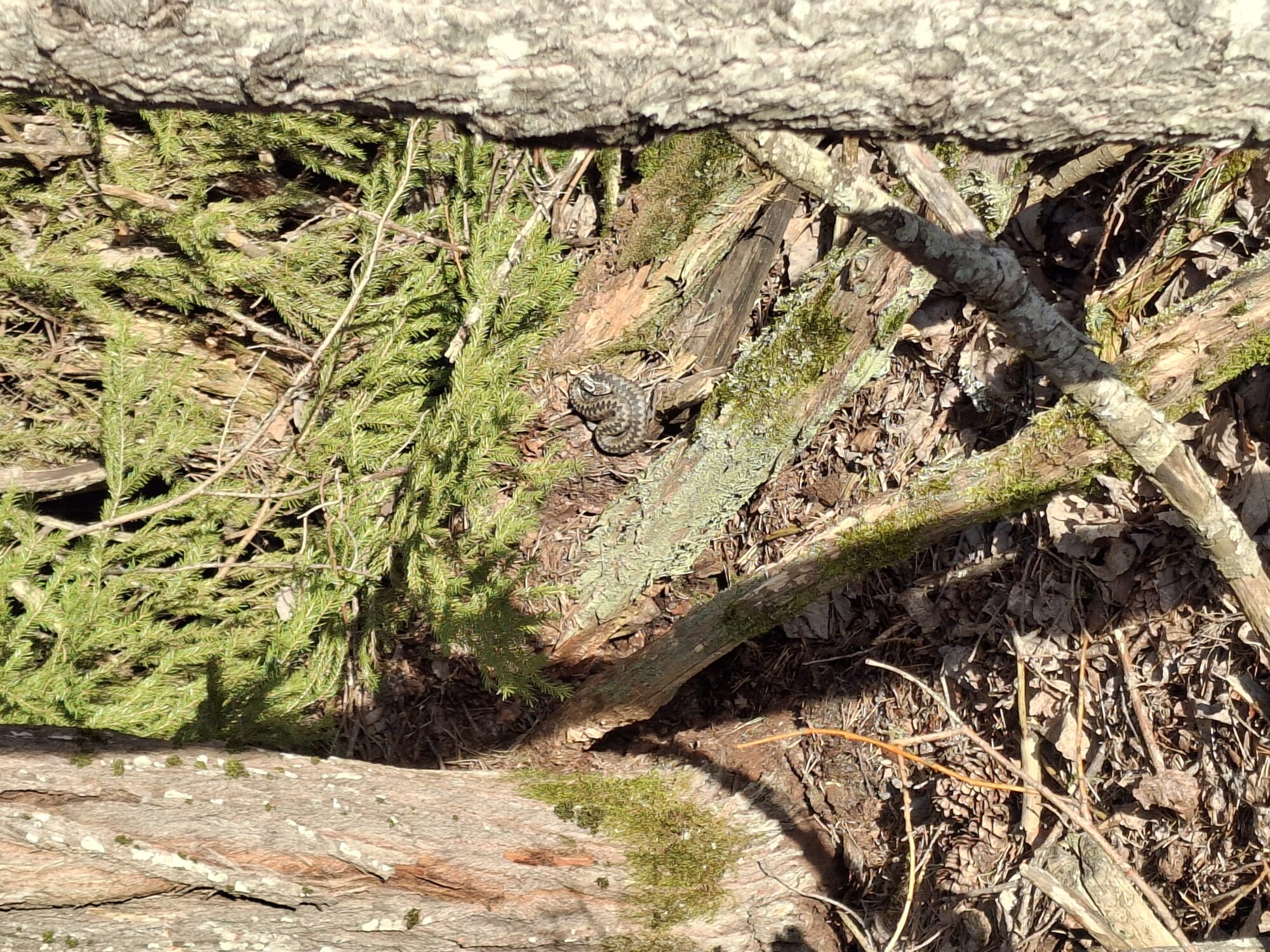 Valokuvaaja: Satu Suuntala