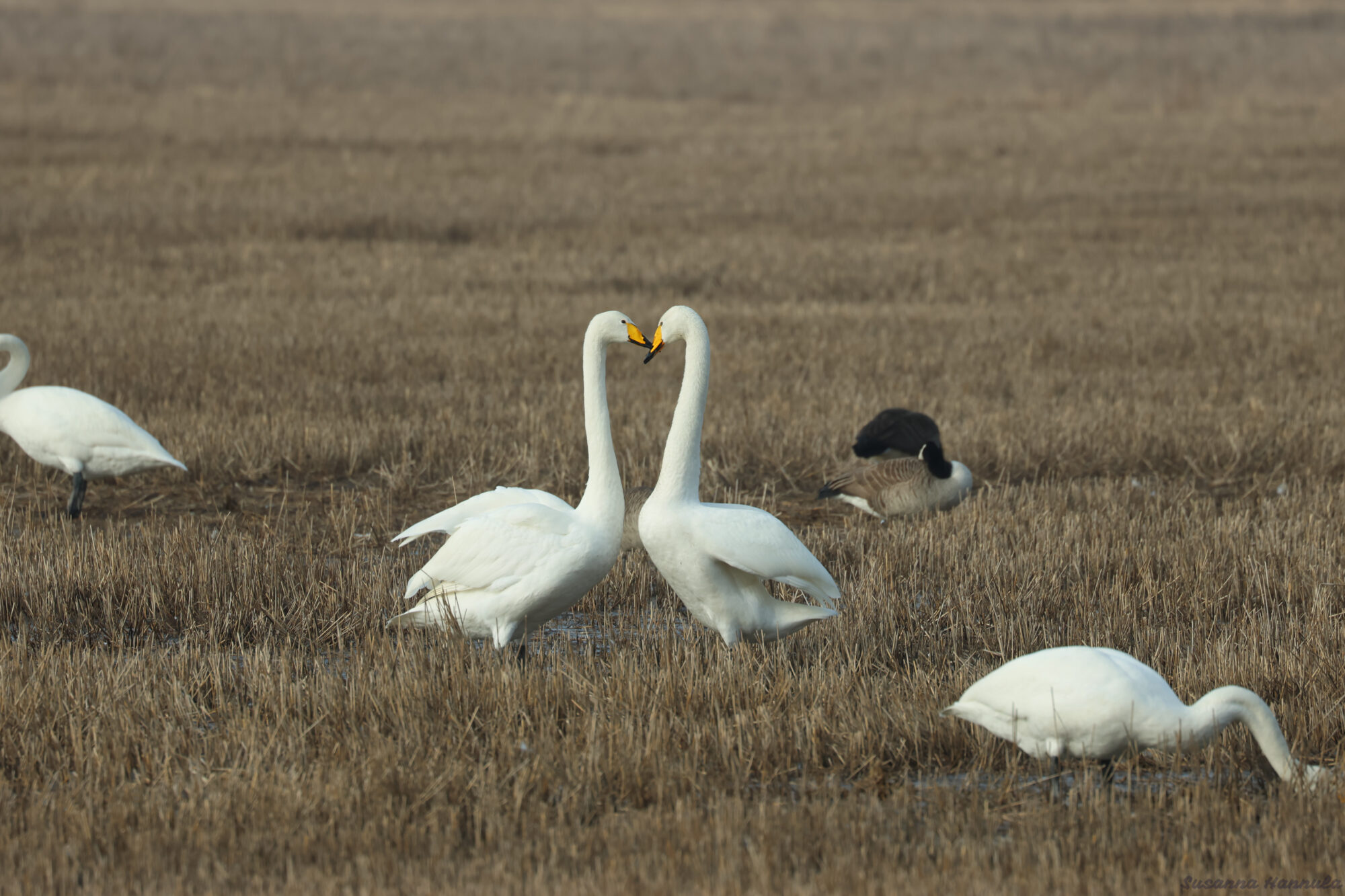 Valokuvaaja: Susanna Hannula