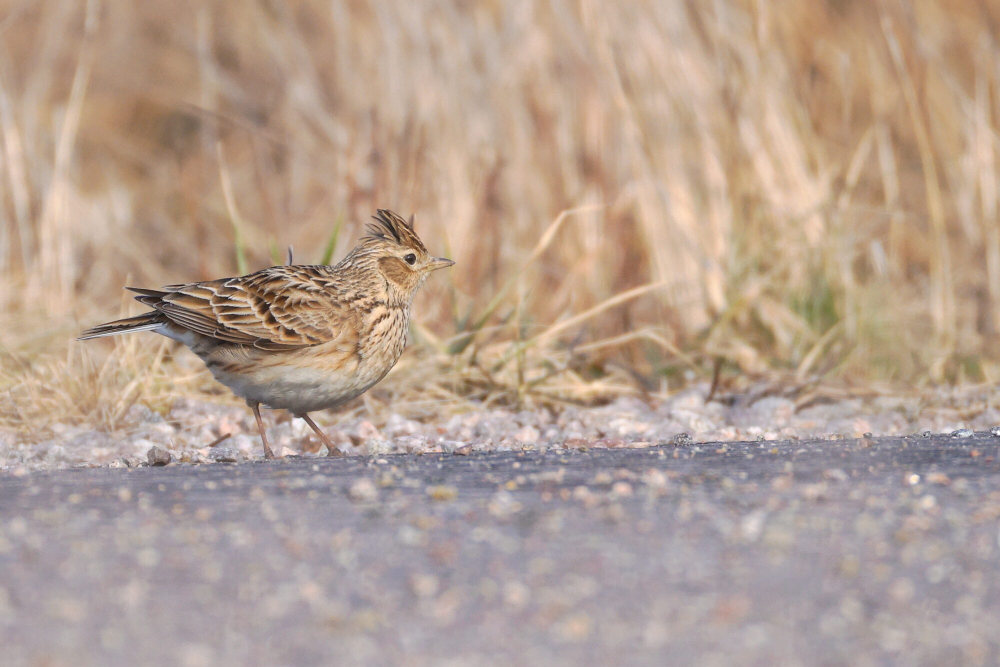 Valokuvaaja: Jouni Kalliomäki