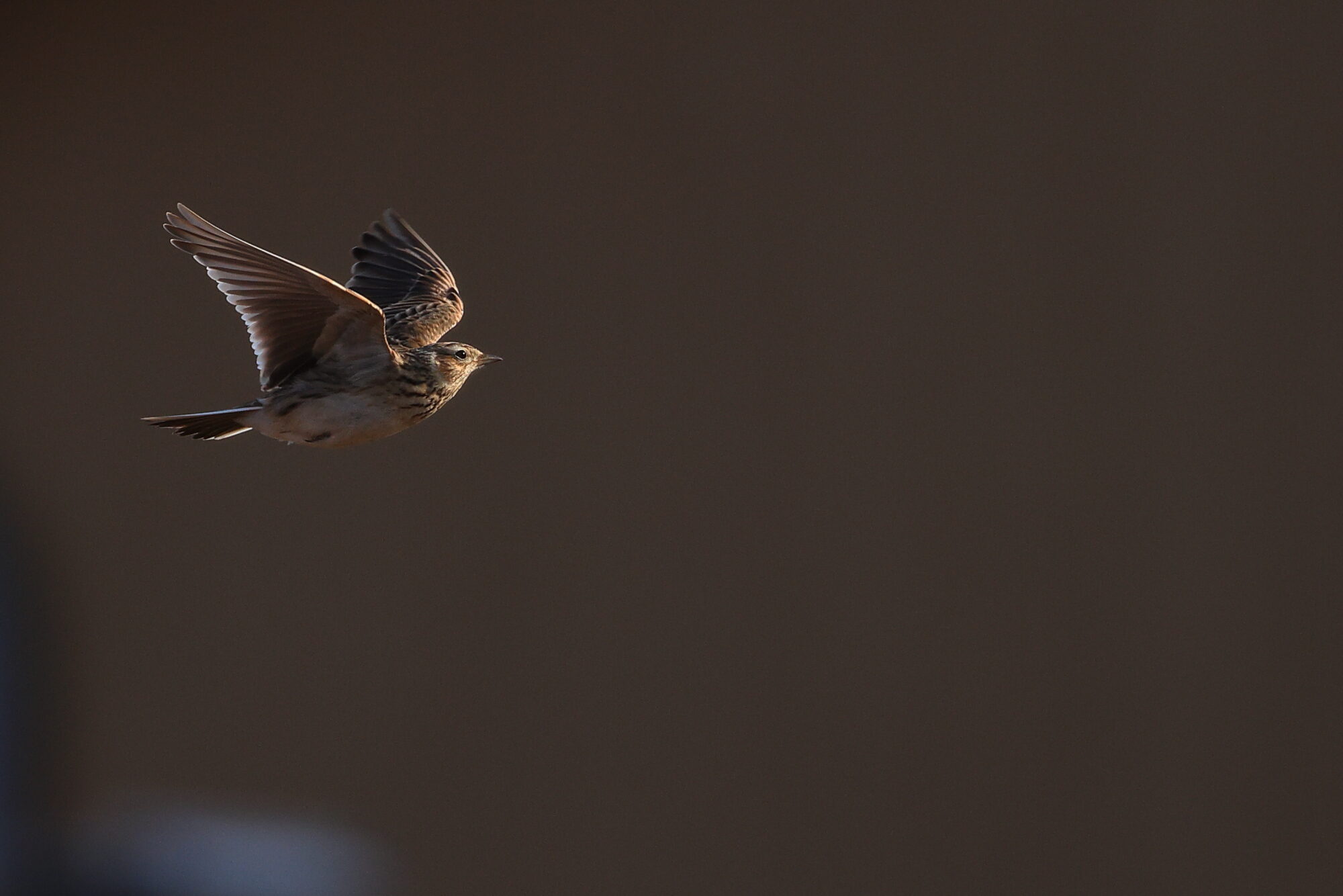 Valokuvaaja: Jouni Kalliomäki