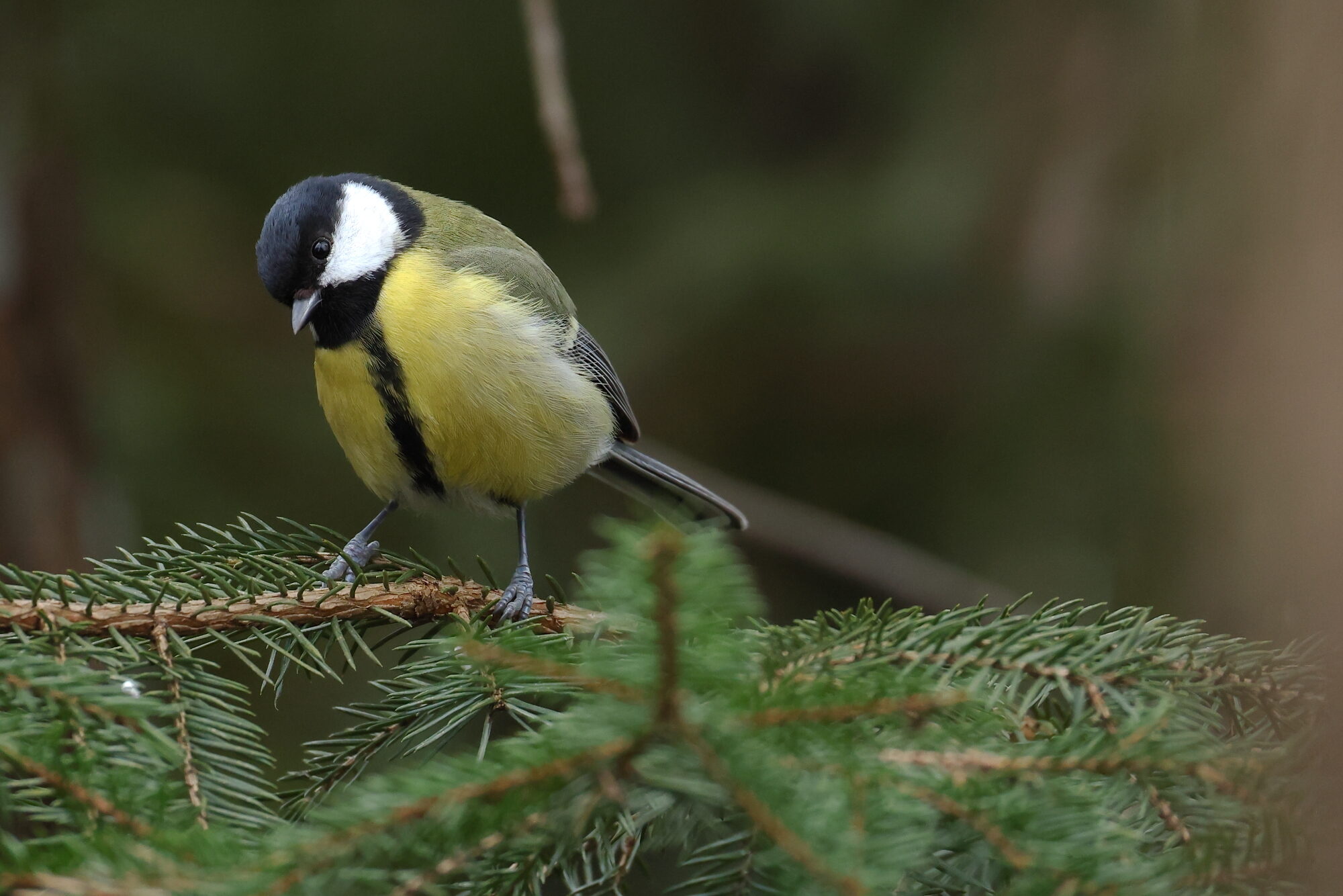 Valokuvaaja: Jouni Kalliomäki