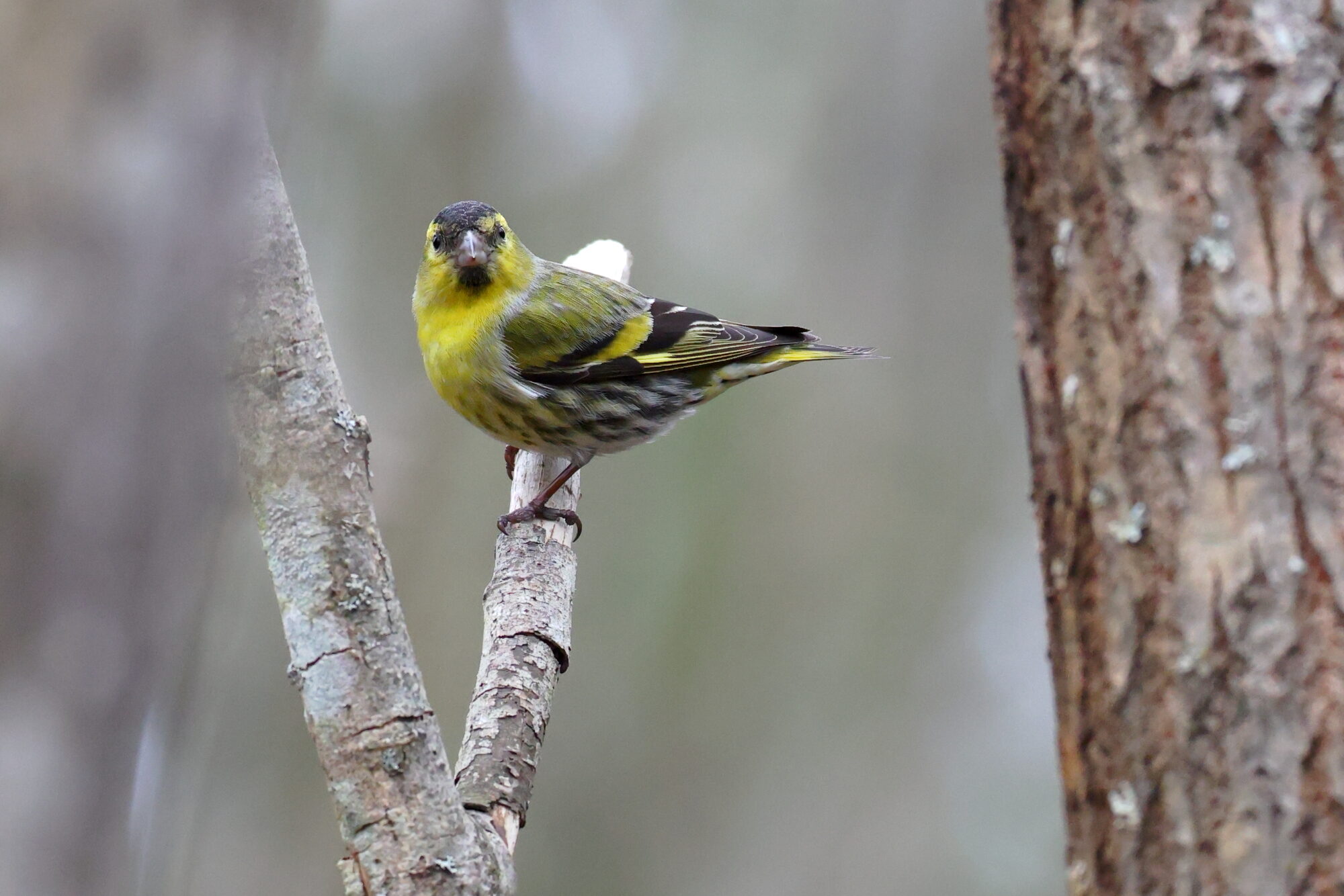 Valokuvaaja: Jouni Kalliomäki