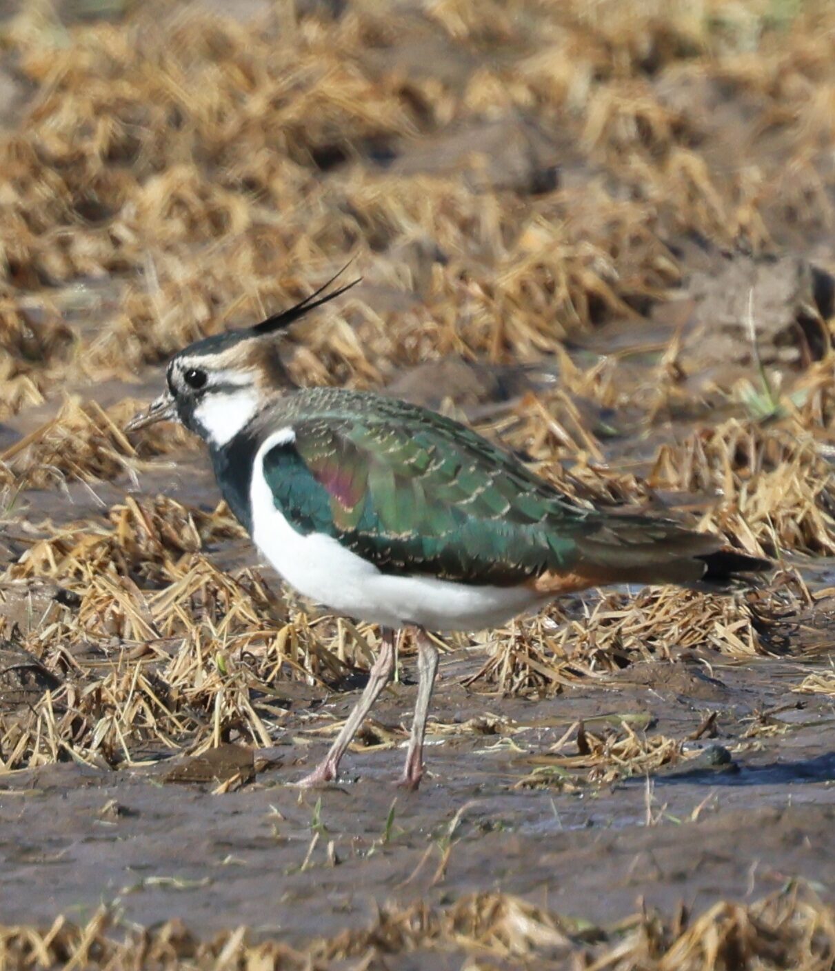 Valokuvaaja: Hanna Rönty