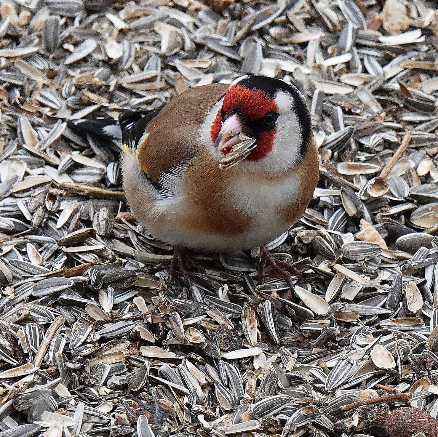 Valokuvaaja: Raija OKsanen