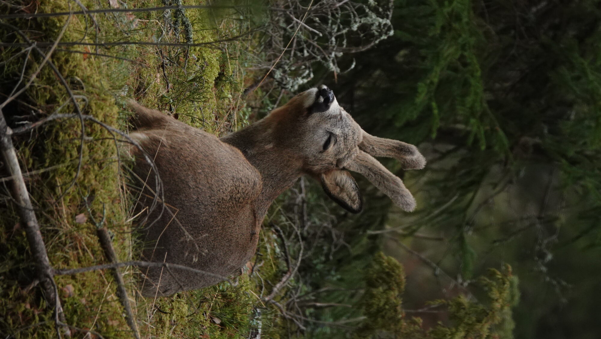 Valokuvaaja: Jenna Pitkänen