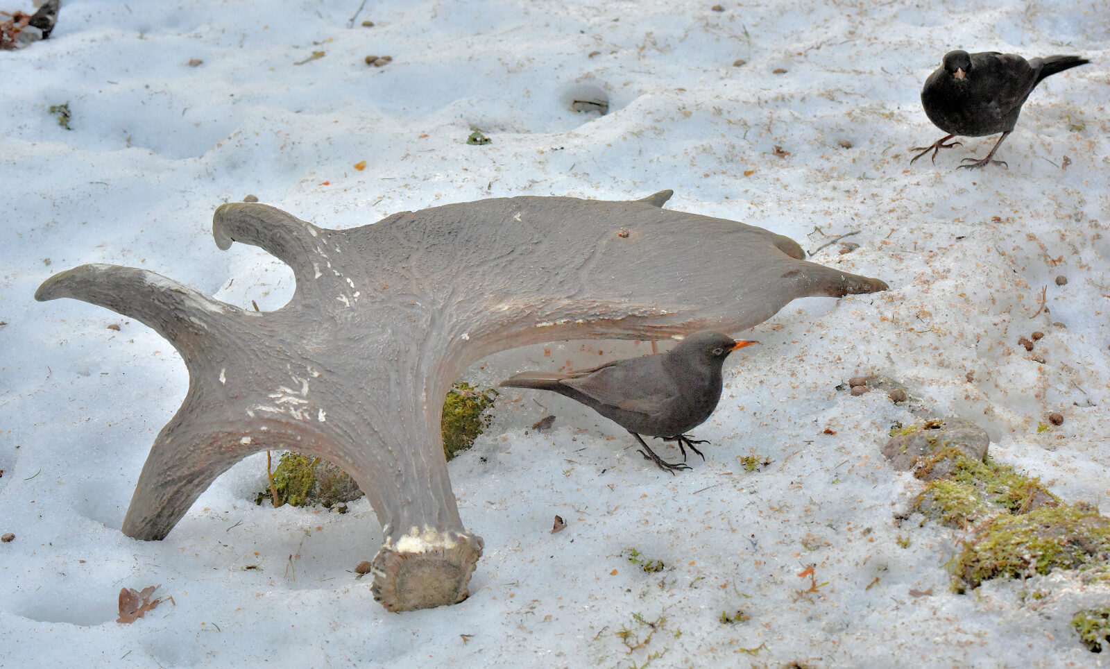 Valokuvaaja: Reijo Juurinen