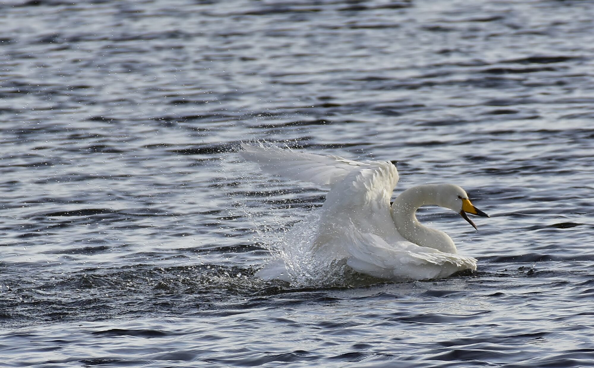 Valokuvaaja: Markku Pelkonen