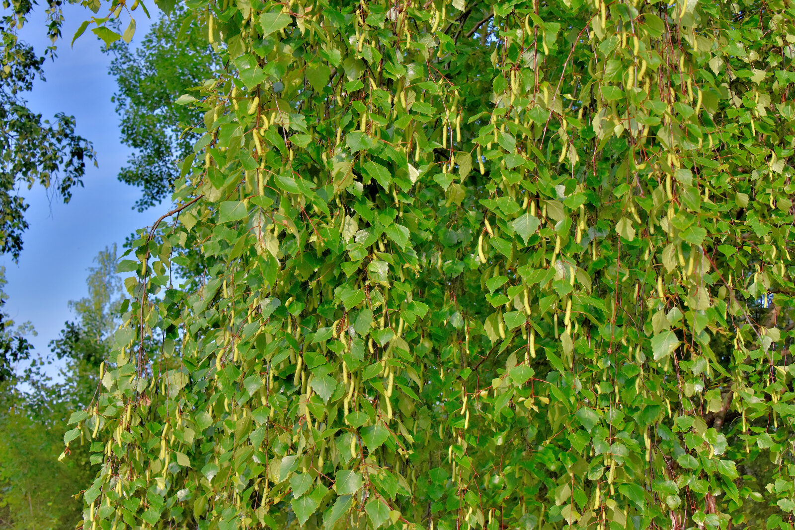 Valokuvaaja: Reijo Juurinen