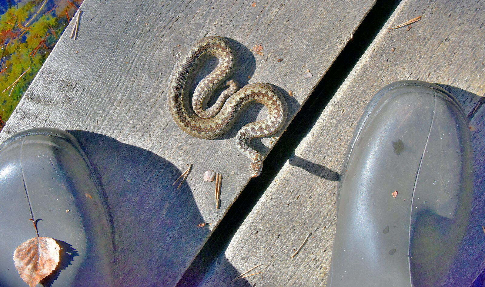 Valokuvaaja: Reijo Juurinen