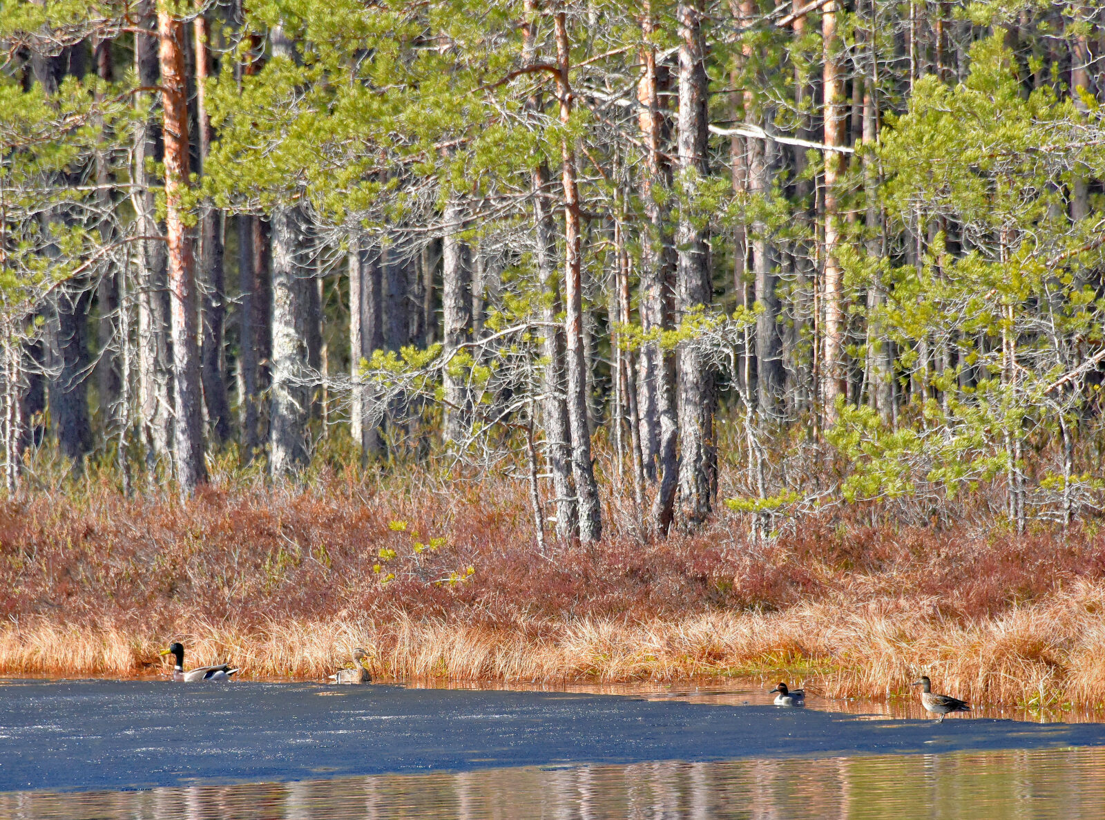 Valokuvaaja: Reijo Juurinen