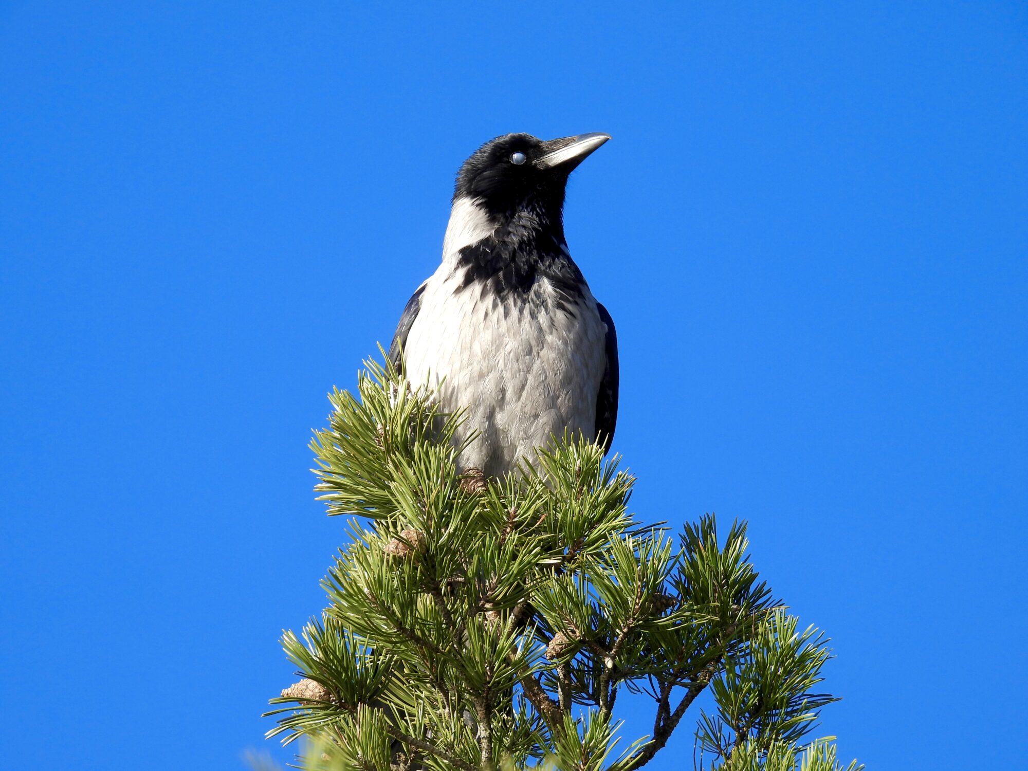 Valokuvaaja: Juhani Peltonen