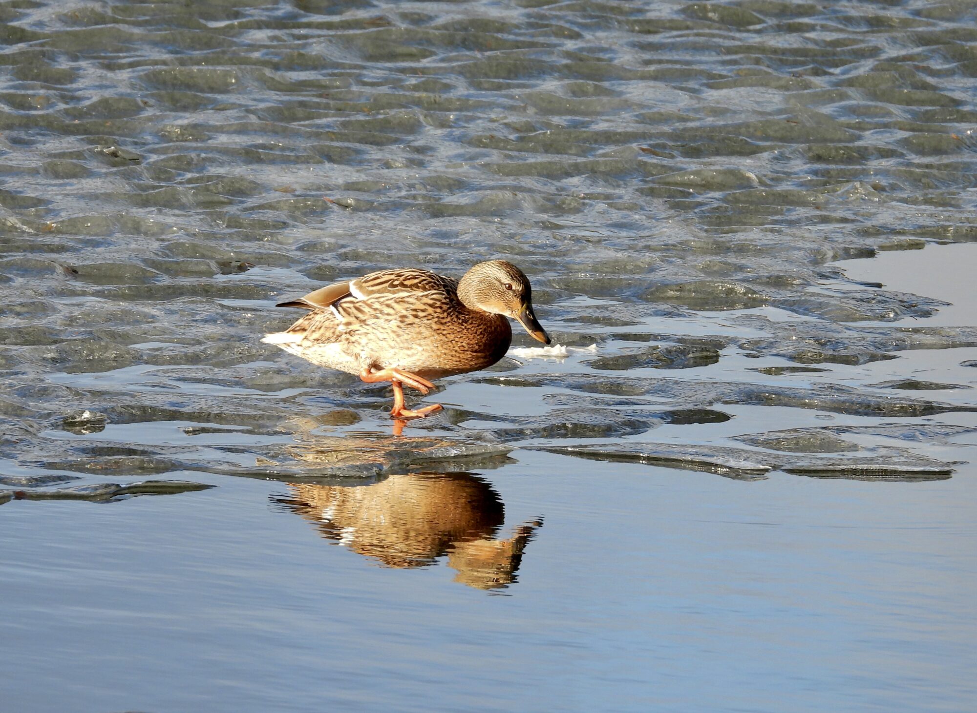 Valokuvaaja: Juhani Peltonen