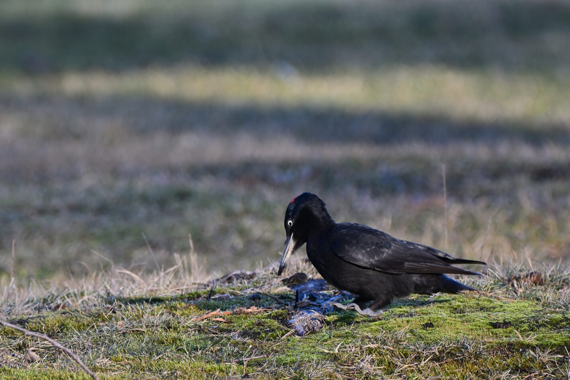 Valokuvaaja: Asko Heikkinen