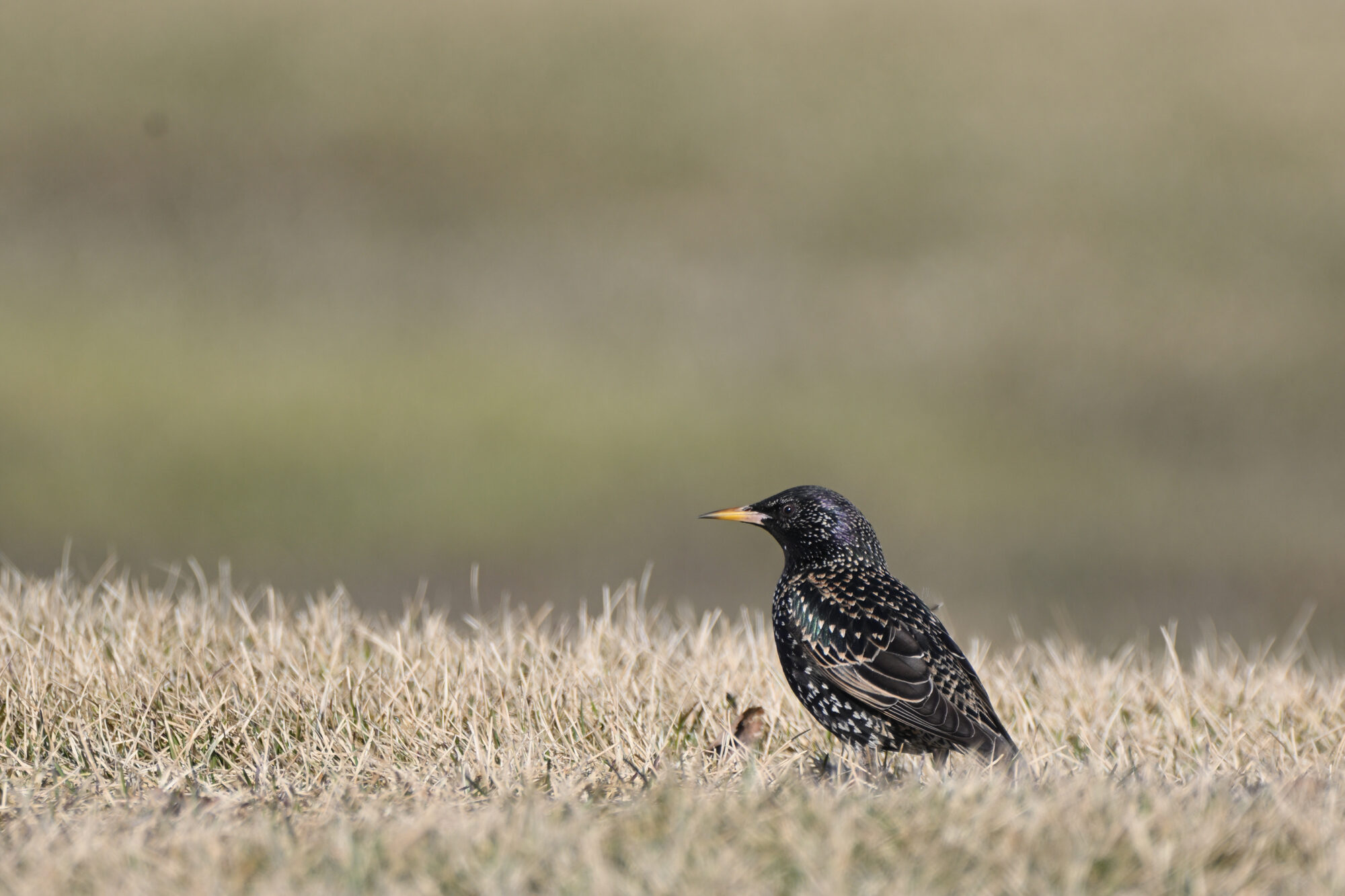 Valokuvaaja: Asko Heikkinen